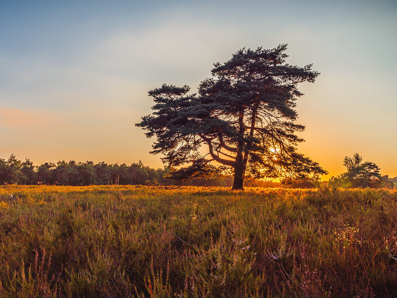 Westruper Heide