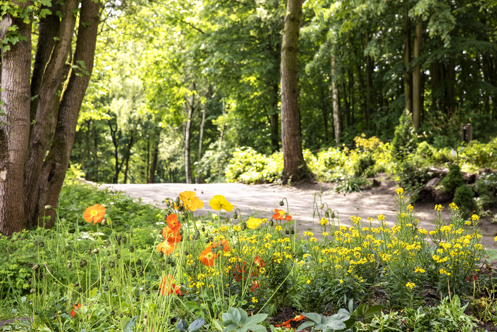 Weg im Revierpark Nienhausen.