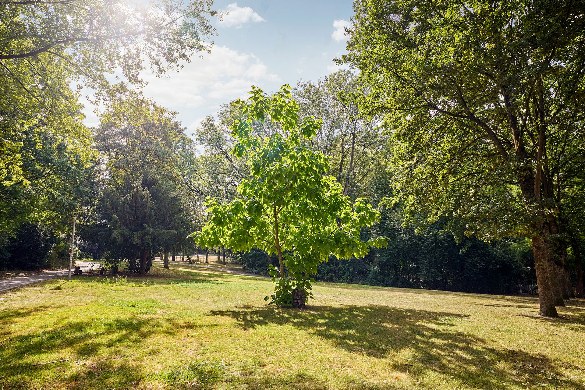 Bäume auf einer Wiese und Sonnenstrahlen.