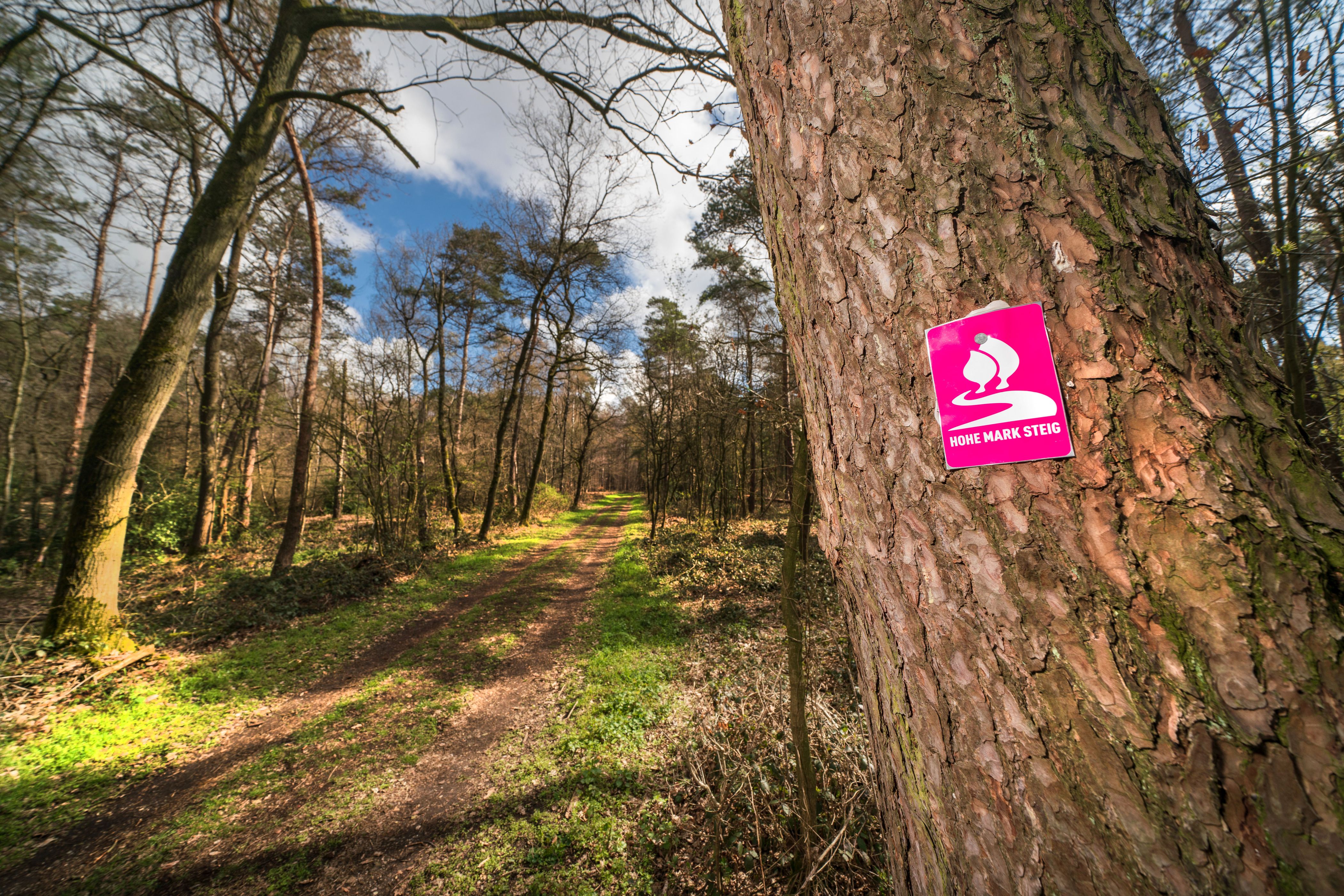 Fernwanderweg Hohe Mark Steig zwischen Olfen und Wesel - Mahlberg Eingang Dämmerwald.