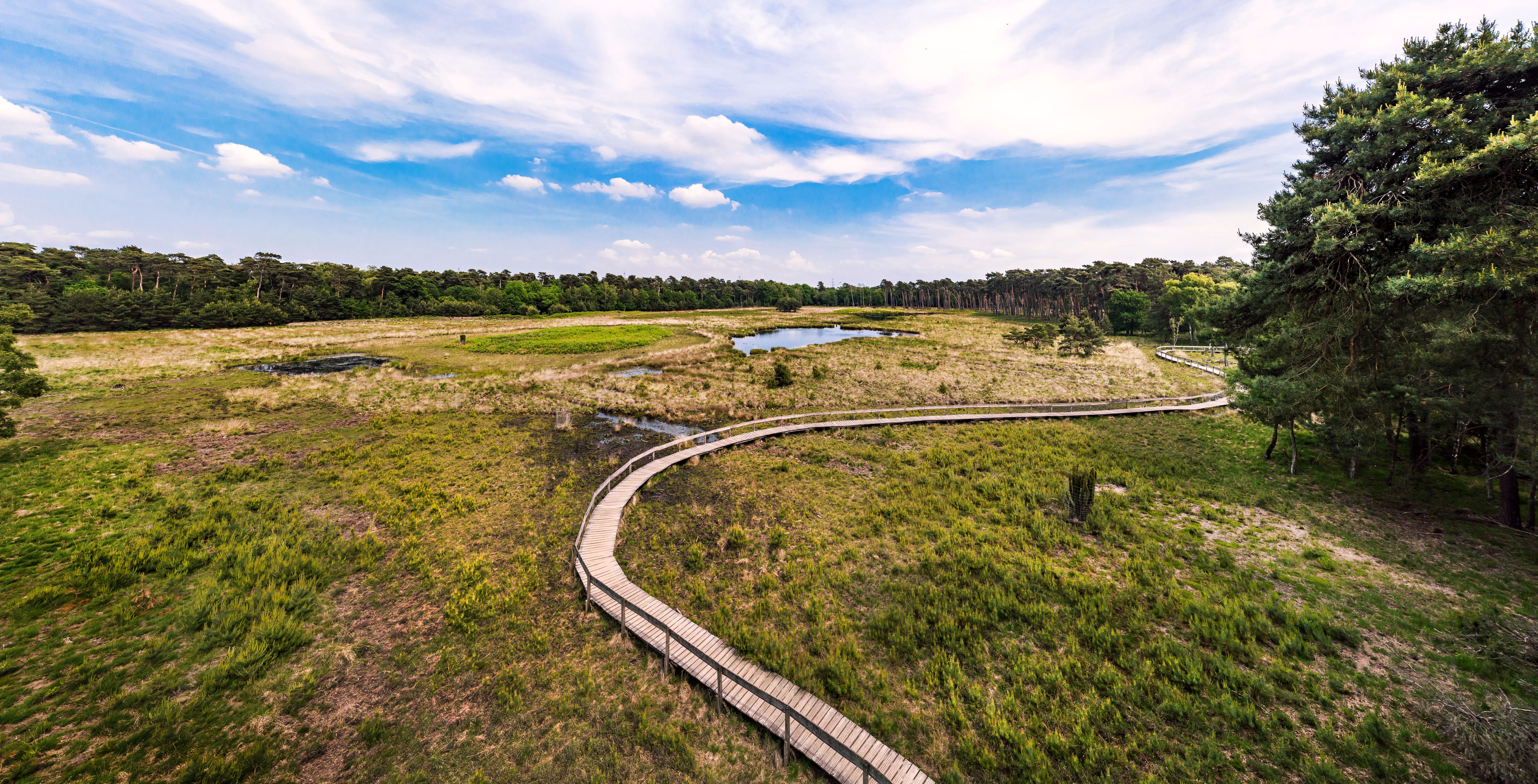Moorerlebnisweg und Bohlenweg im Diersfordter Wald, Großes Veen, im Kreis Wesel am Fernwanderweg Hohe Mark Steig im Juni 2021.