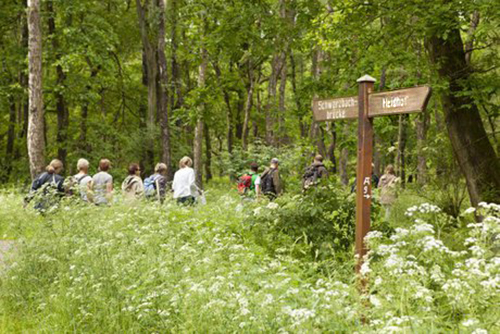 Wandergruppe im Wald