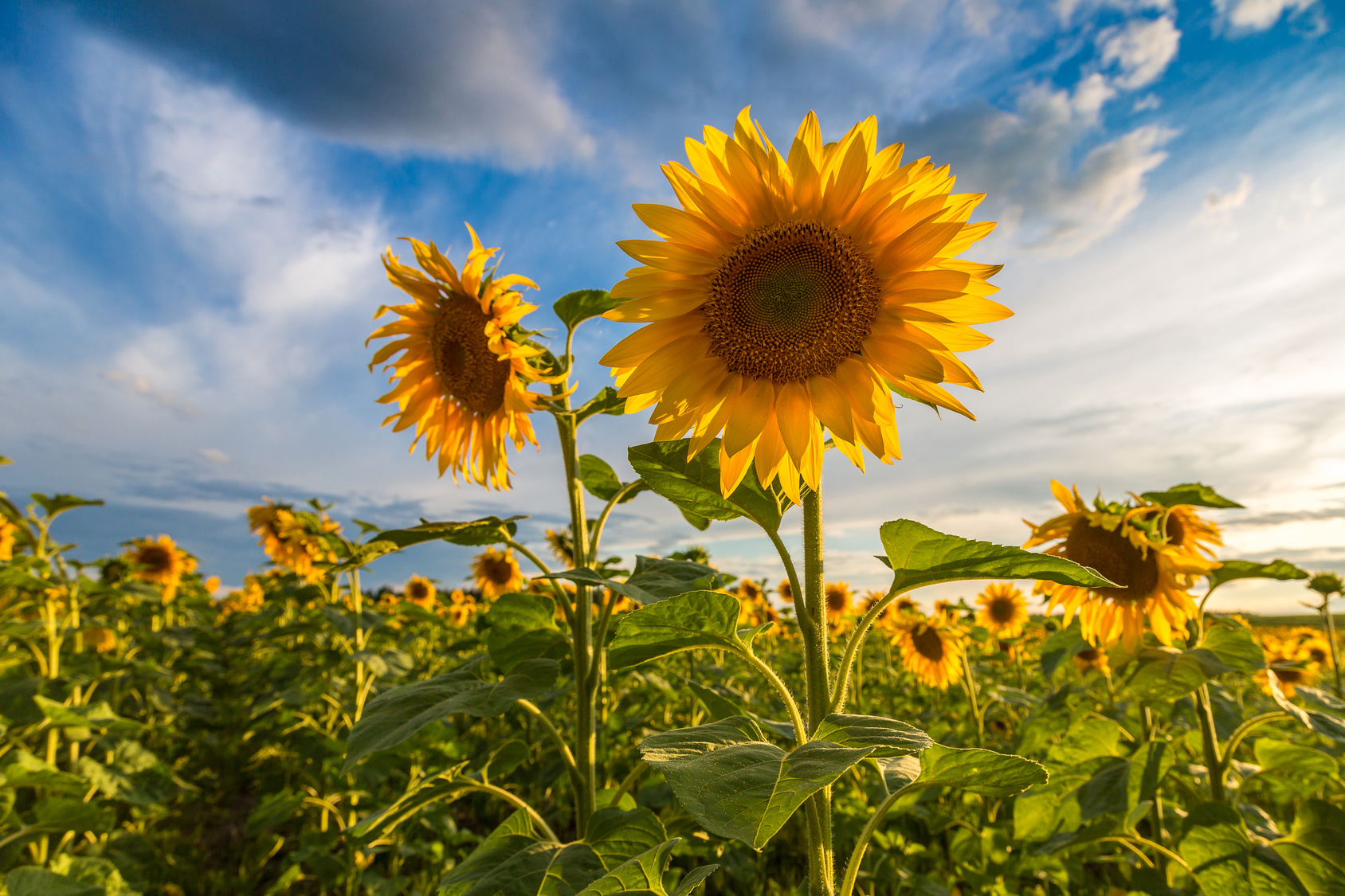 Sonnenblumen, 2018 Sonnenblumen auf einem Feld