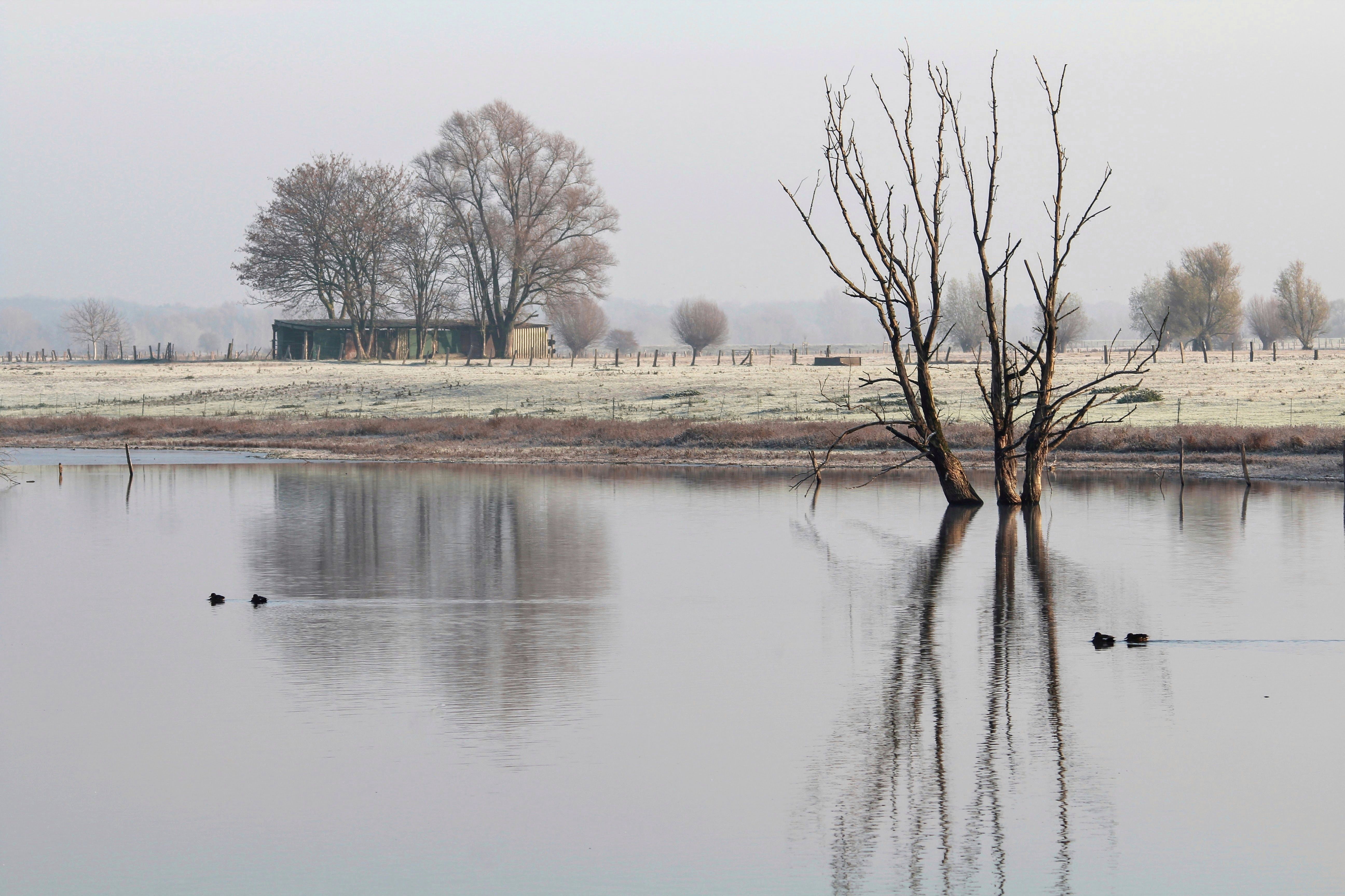 Naturschutzgebiet Bislicher Insel bei Xanten im Winter.