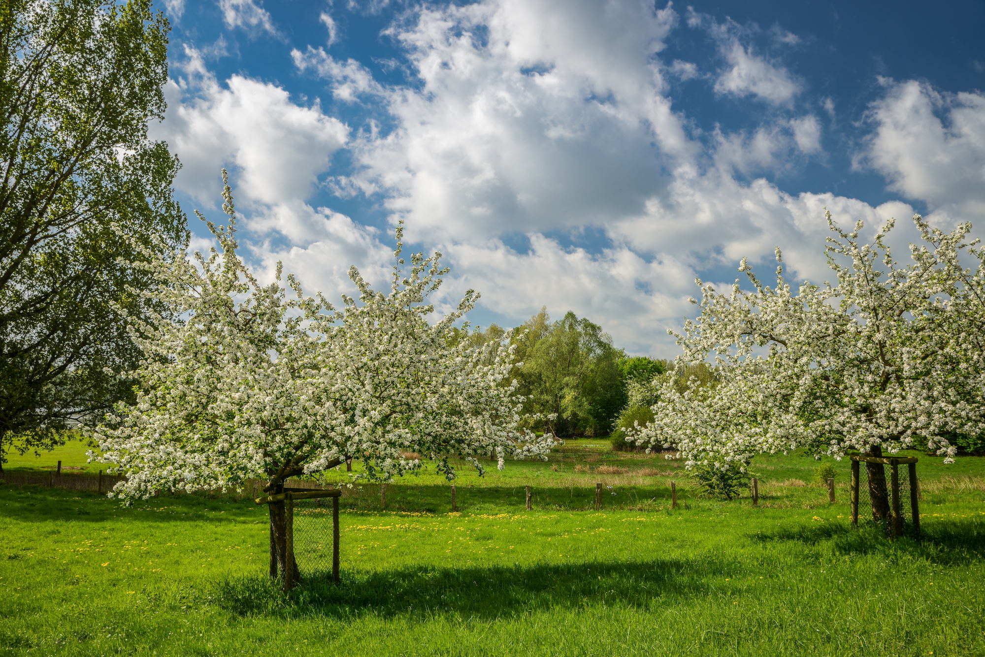Blühende Obstbäume aus der Streuobstwiese des NaturForums. © RVR, Sprave