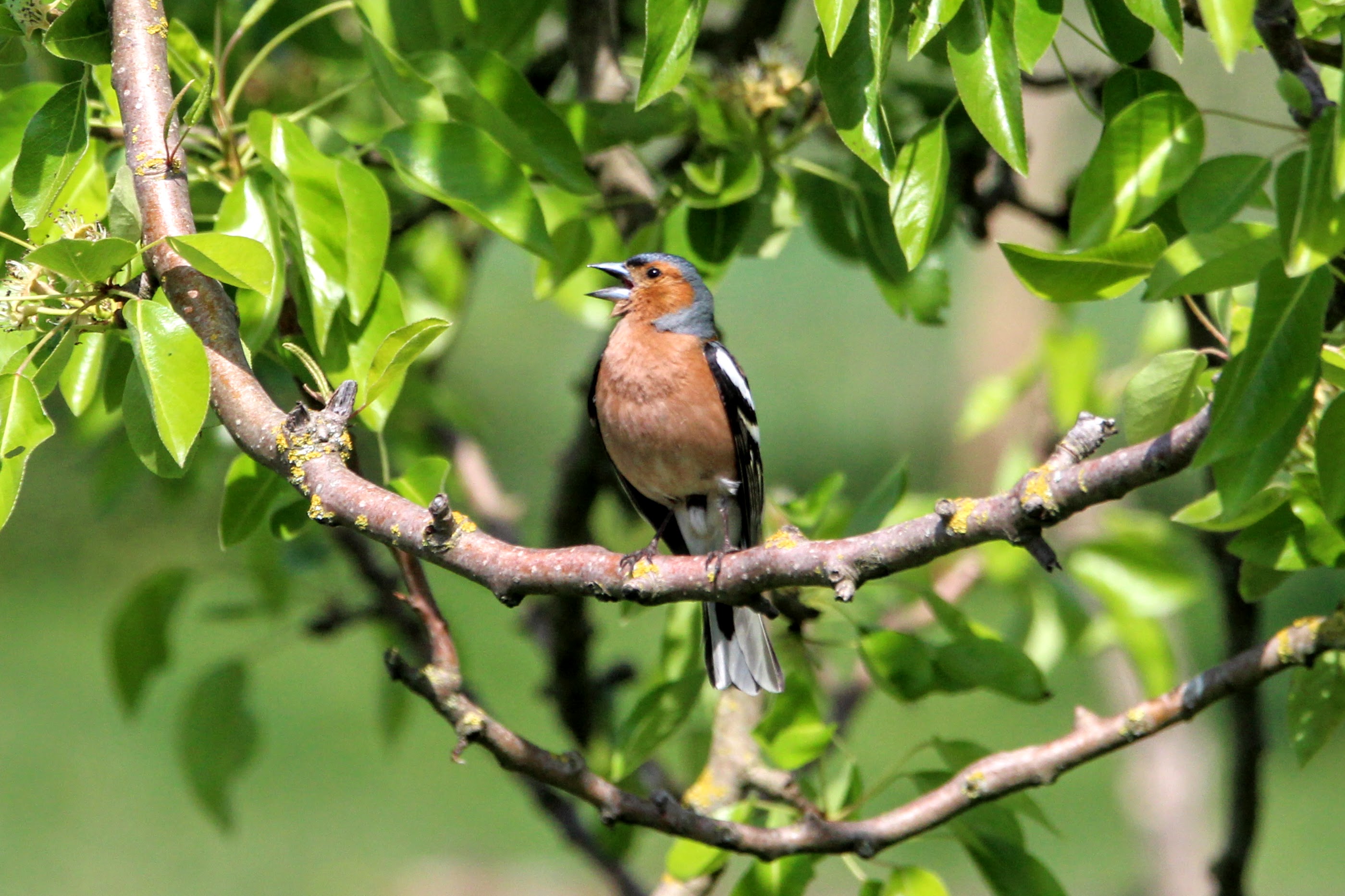 Singender Buchfink im Obstbaum