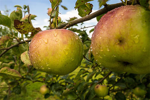 Zwei rot gefärbte Äpfel am Baum