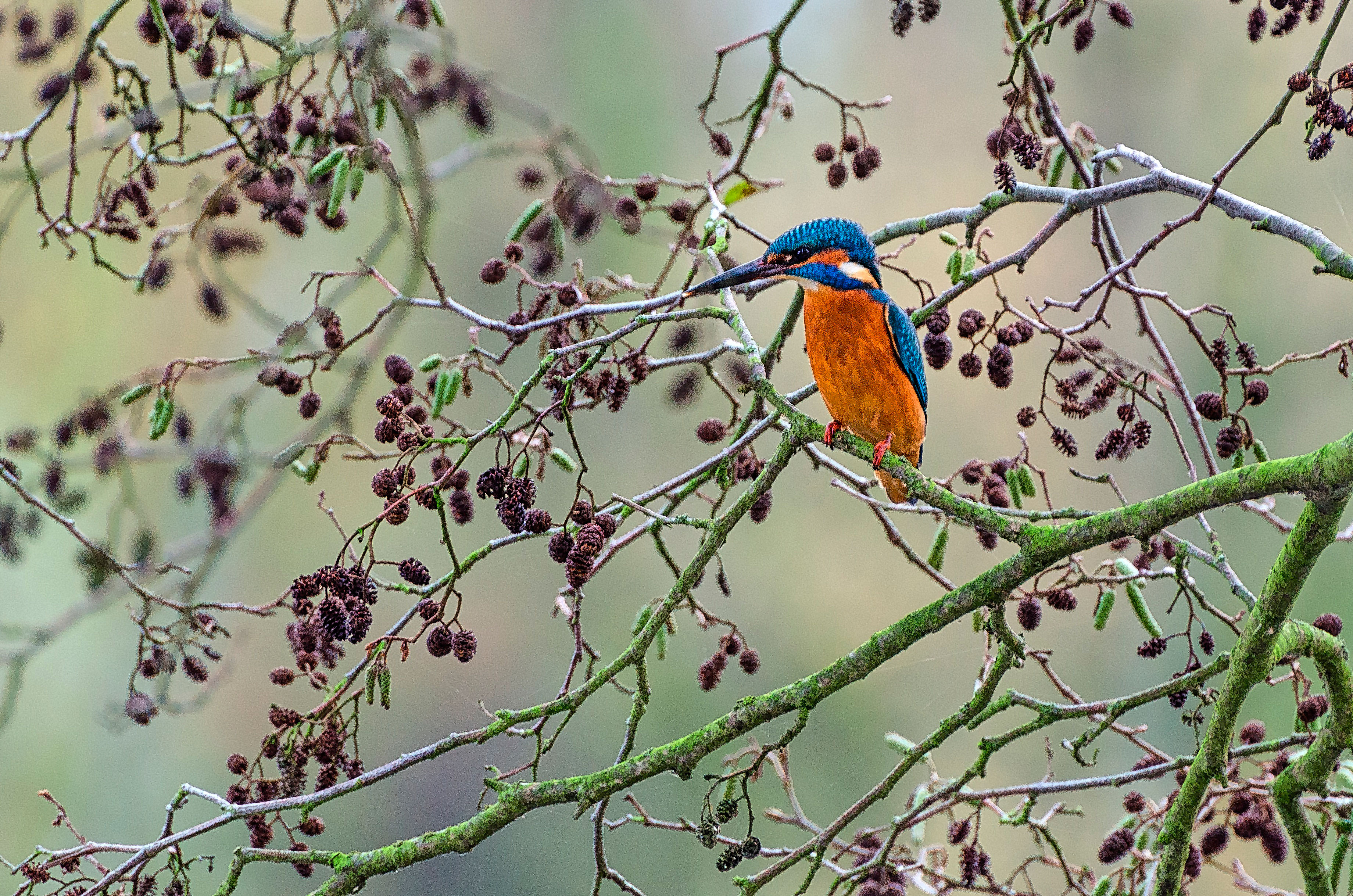 Eisvogel auf der Bislicher Insel