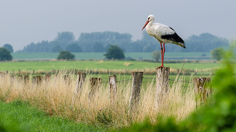 Storch am Ufer