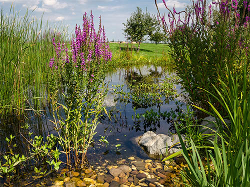 Begrünter Teich am NaturForum