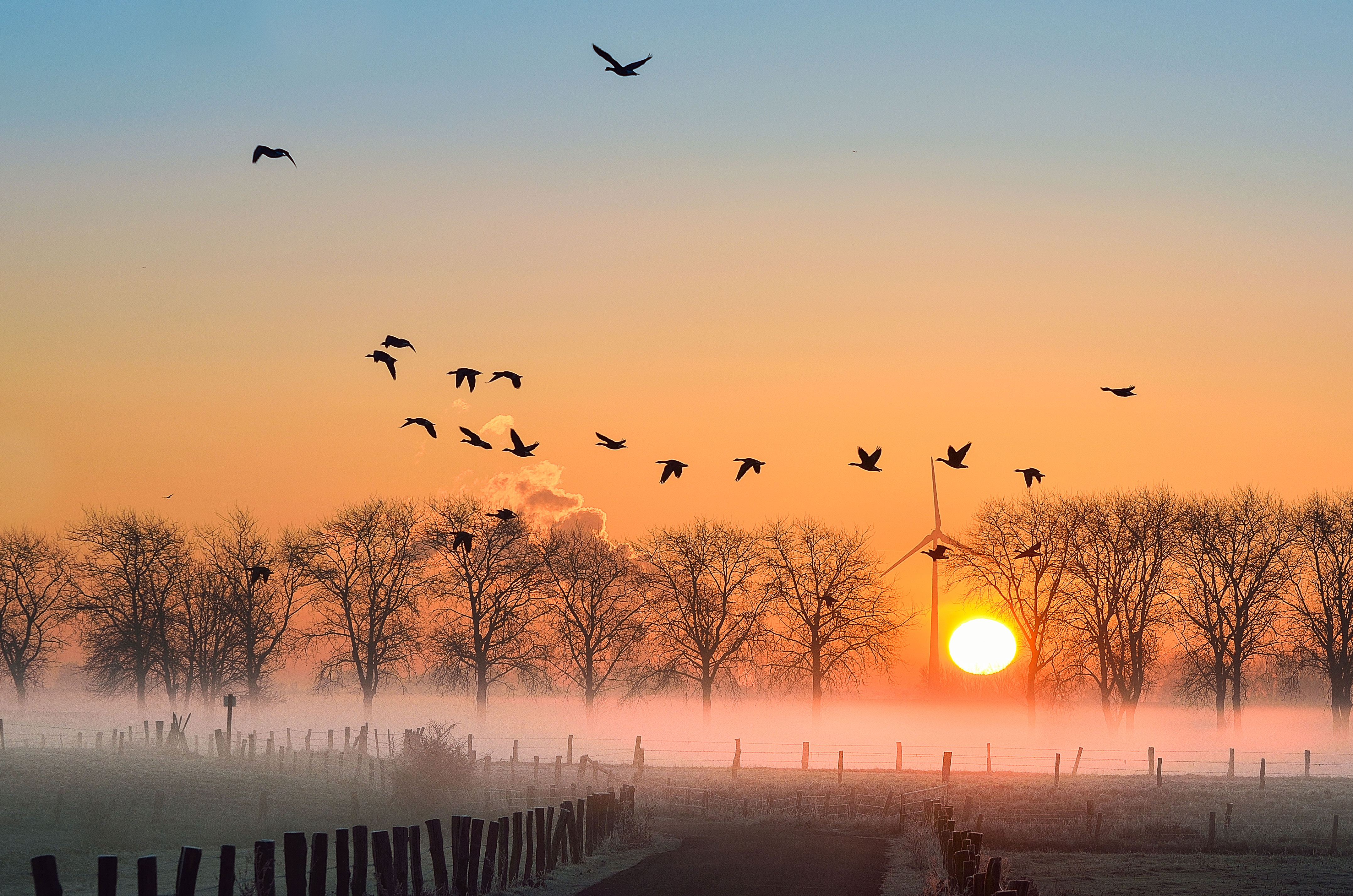 Vögel und Bäume im Sonnenuntergang