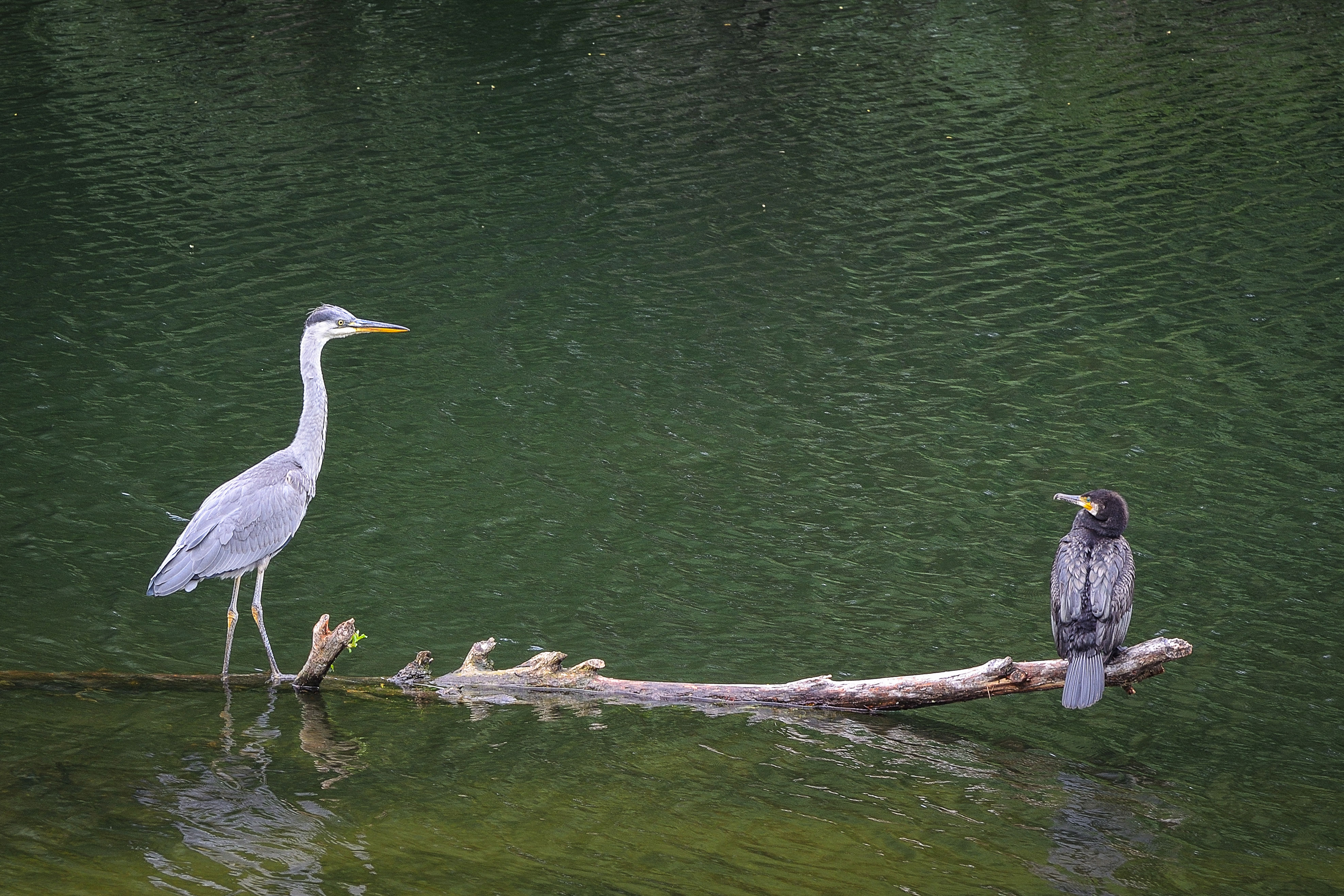 Reiher und Kormoran im Wasser. Sitzen auf einem Ast.