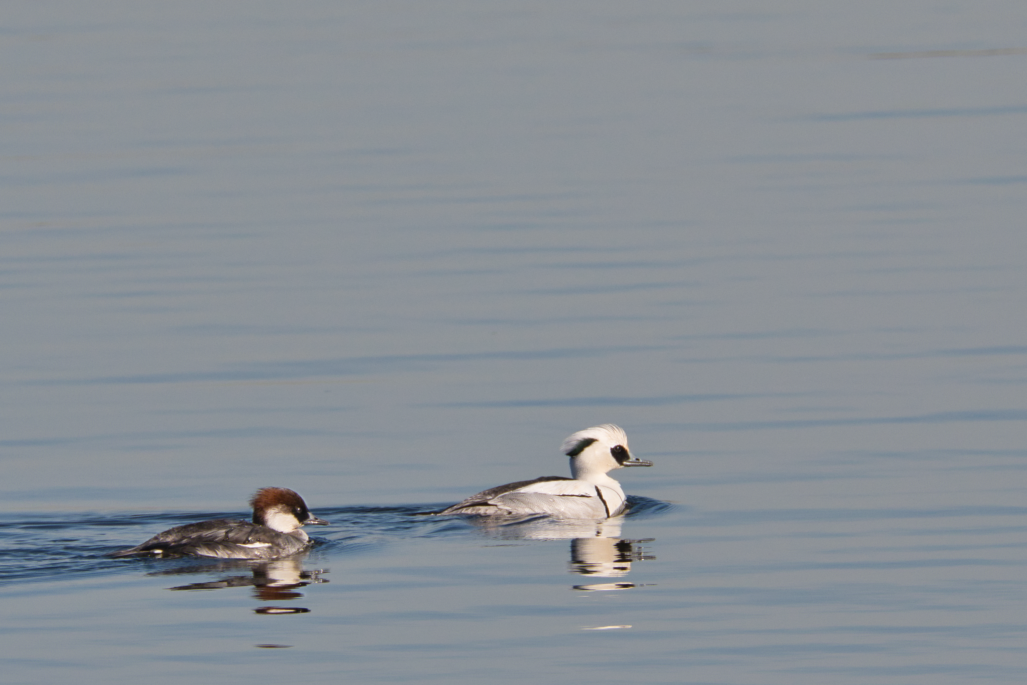 Zwergsägerpärchen auf dem Gewässer der Bislicher Insel. Foto: RVR, Sprave