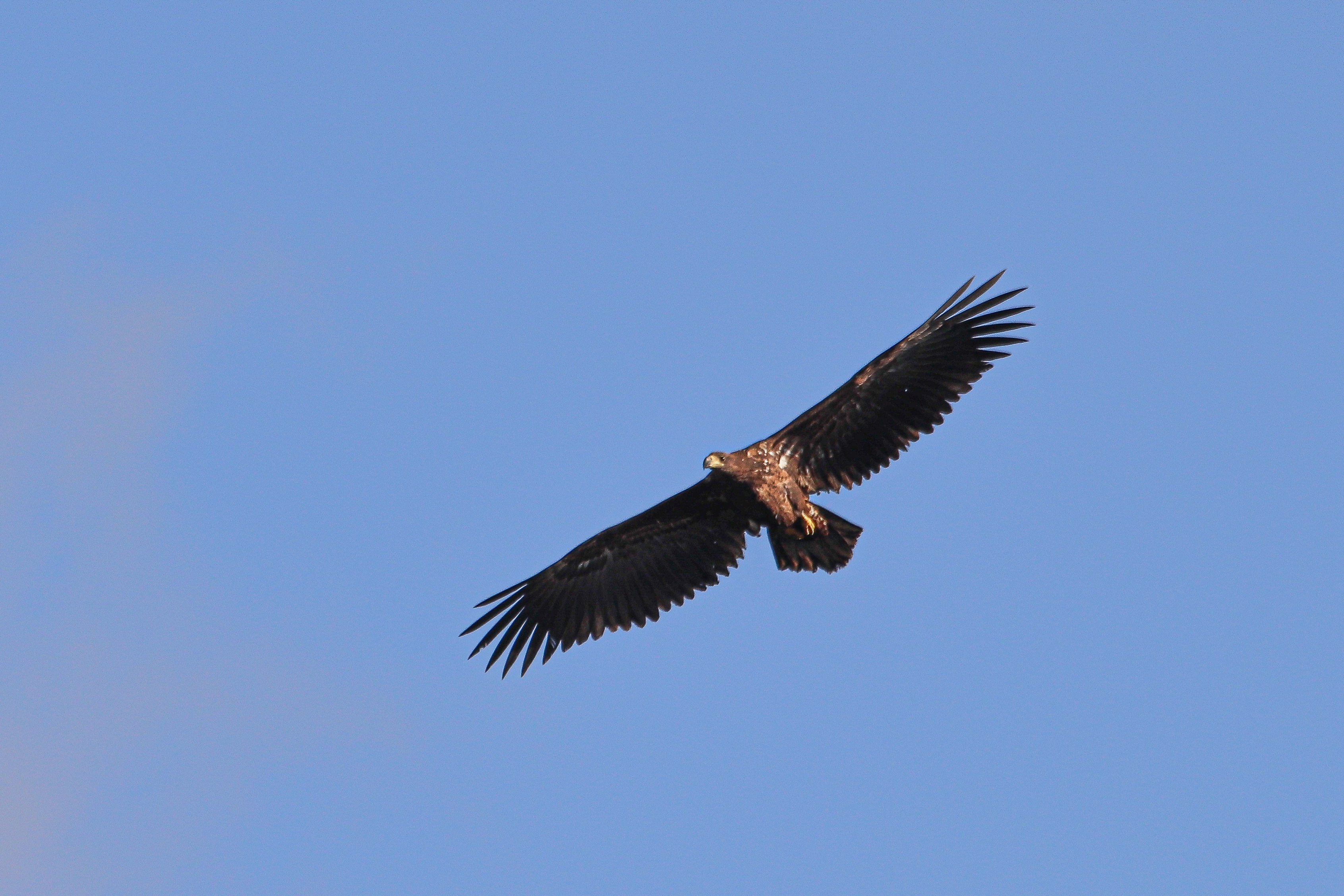 Seeadler im Flug über die Bislicher Insel