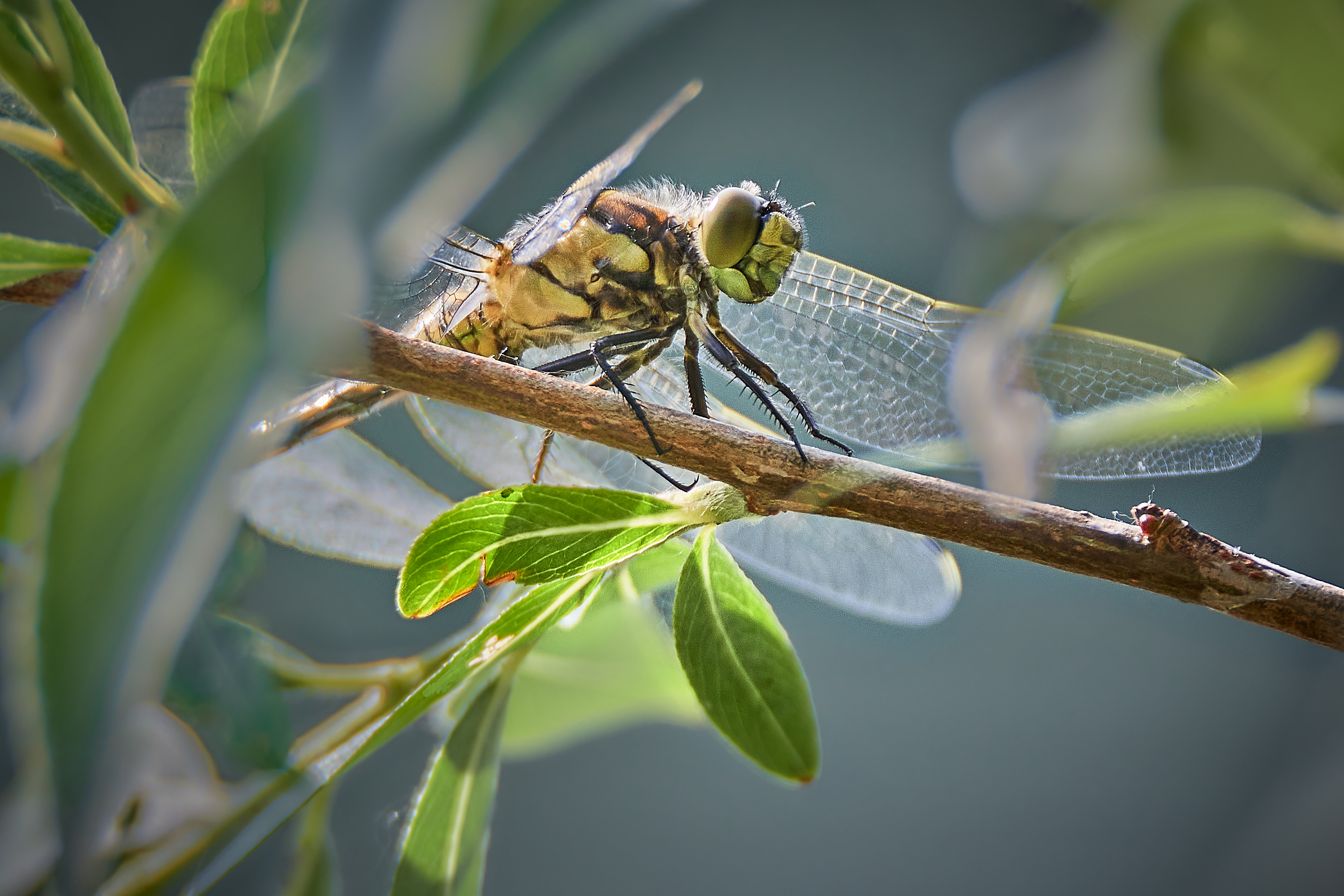 Libelle sitzt auf einem Ast