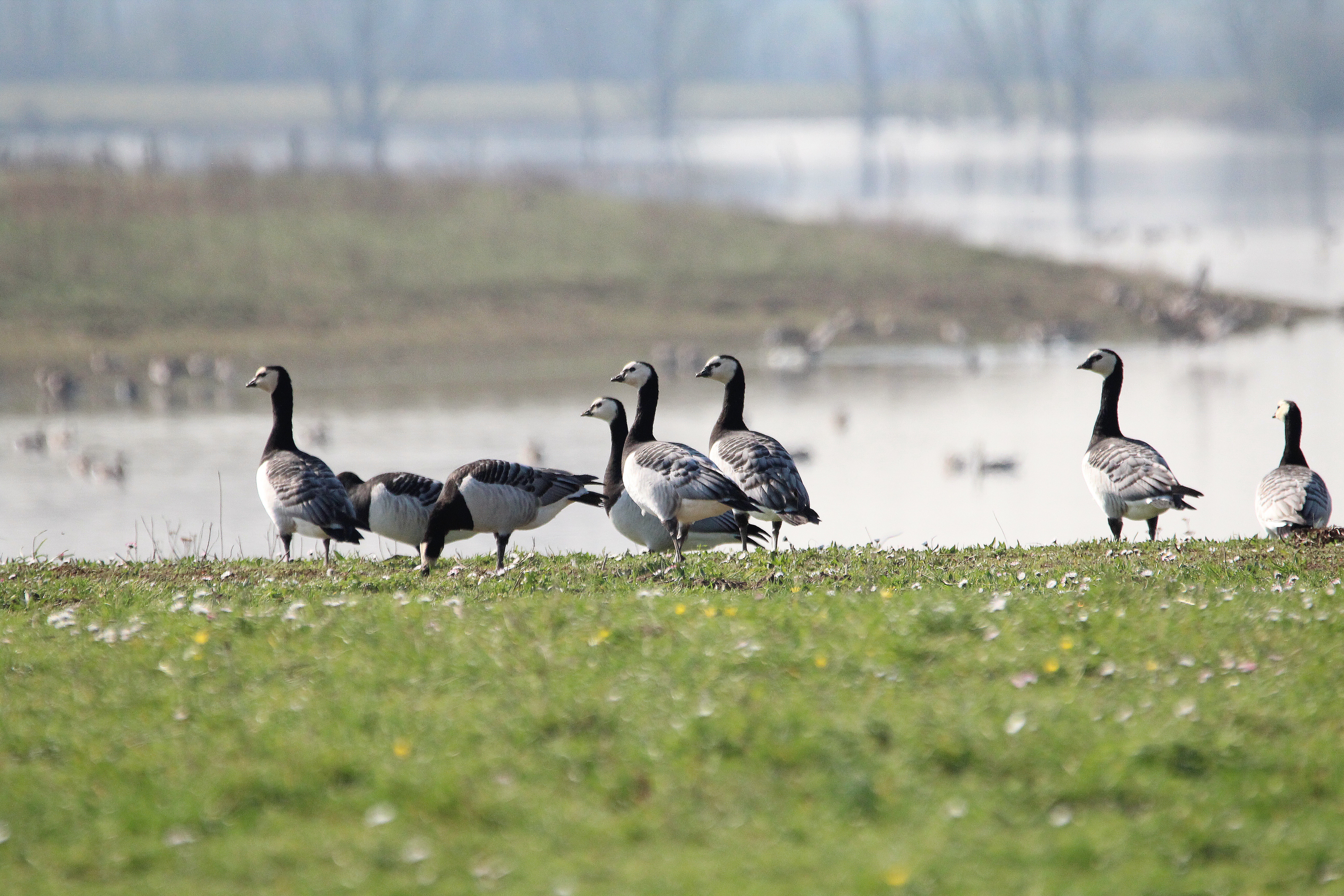 Weißwangengänse an der großen Flutmulde
