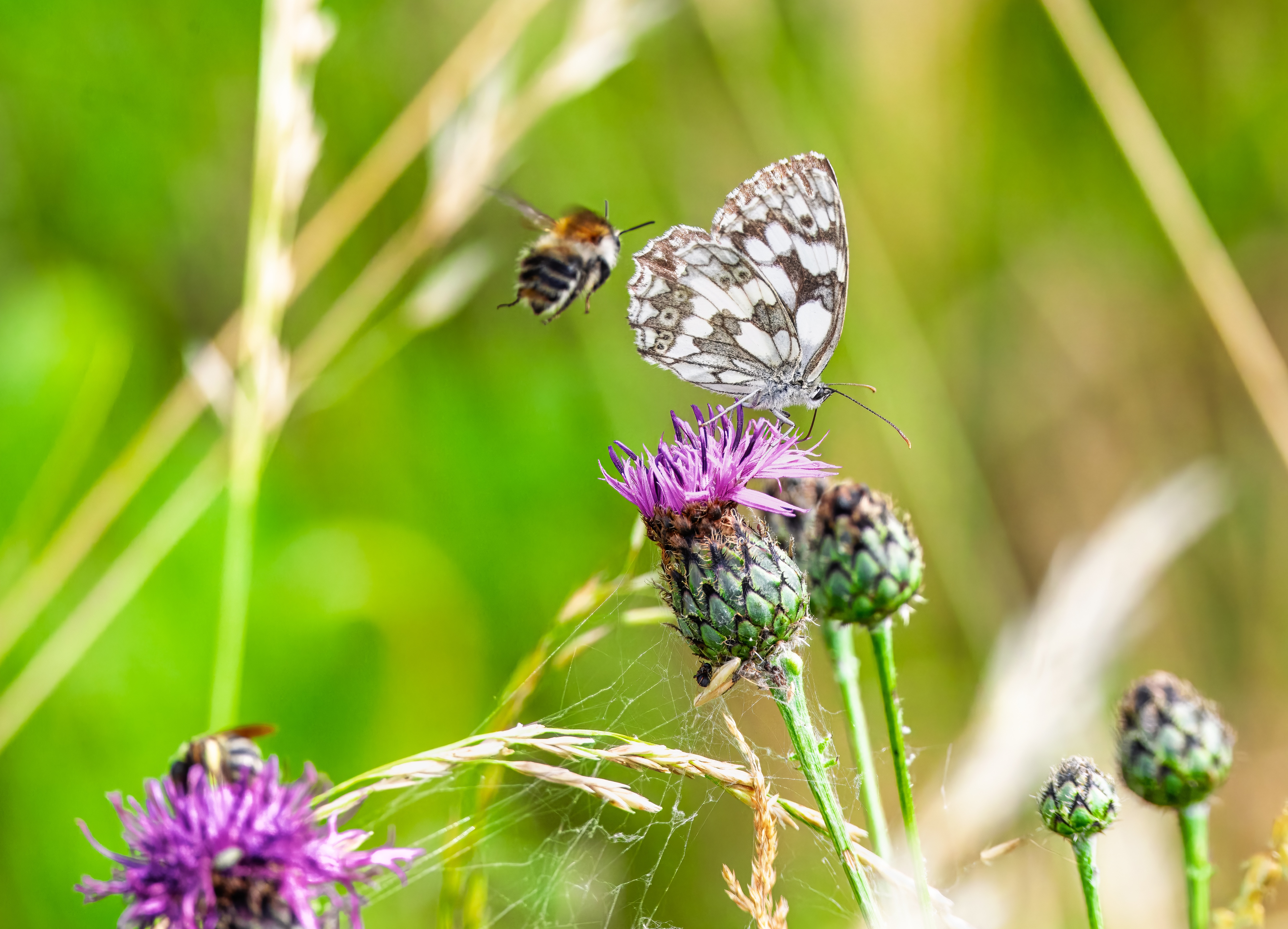 Biodiversitätsstrategie Gelsenkirchen