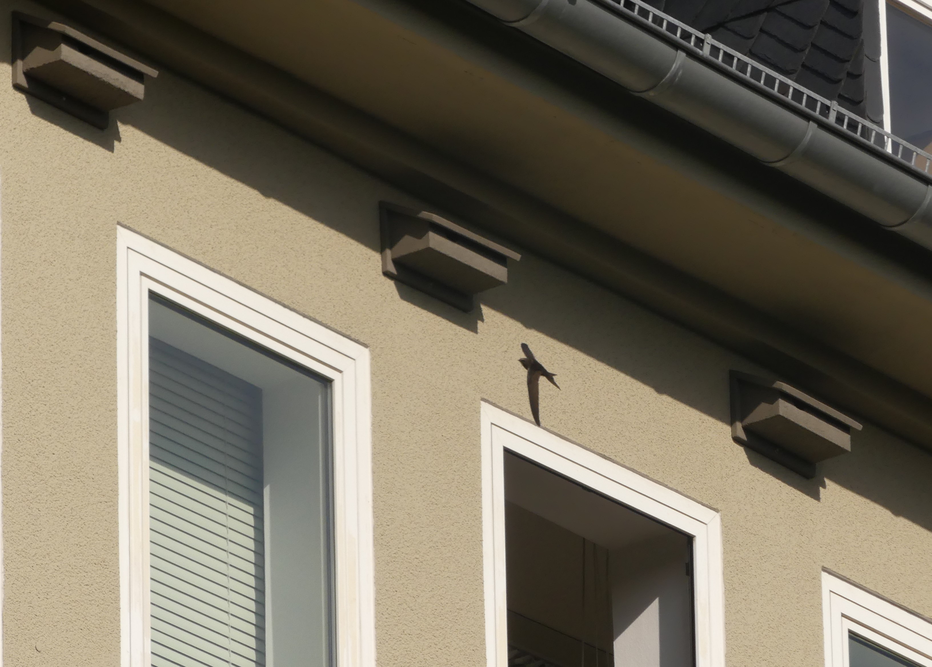 Anflug eines Mauersegler auf Nistkasten am Rathaus Buer