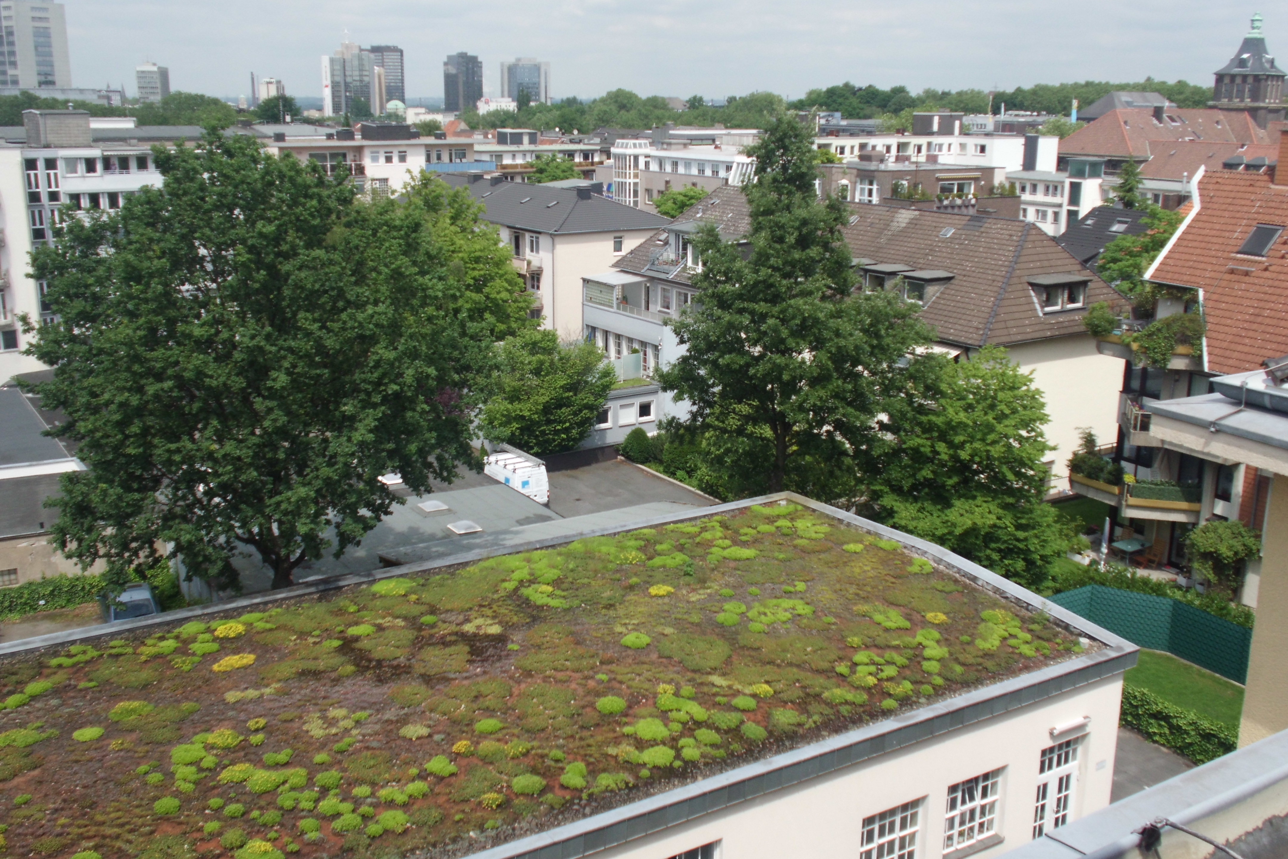 Blick auf ein begrüntes Flachdach mit alten Straßenbäumen im Hintergrund