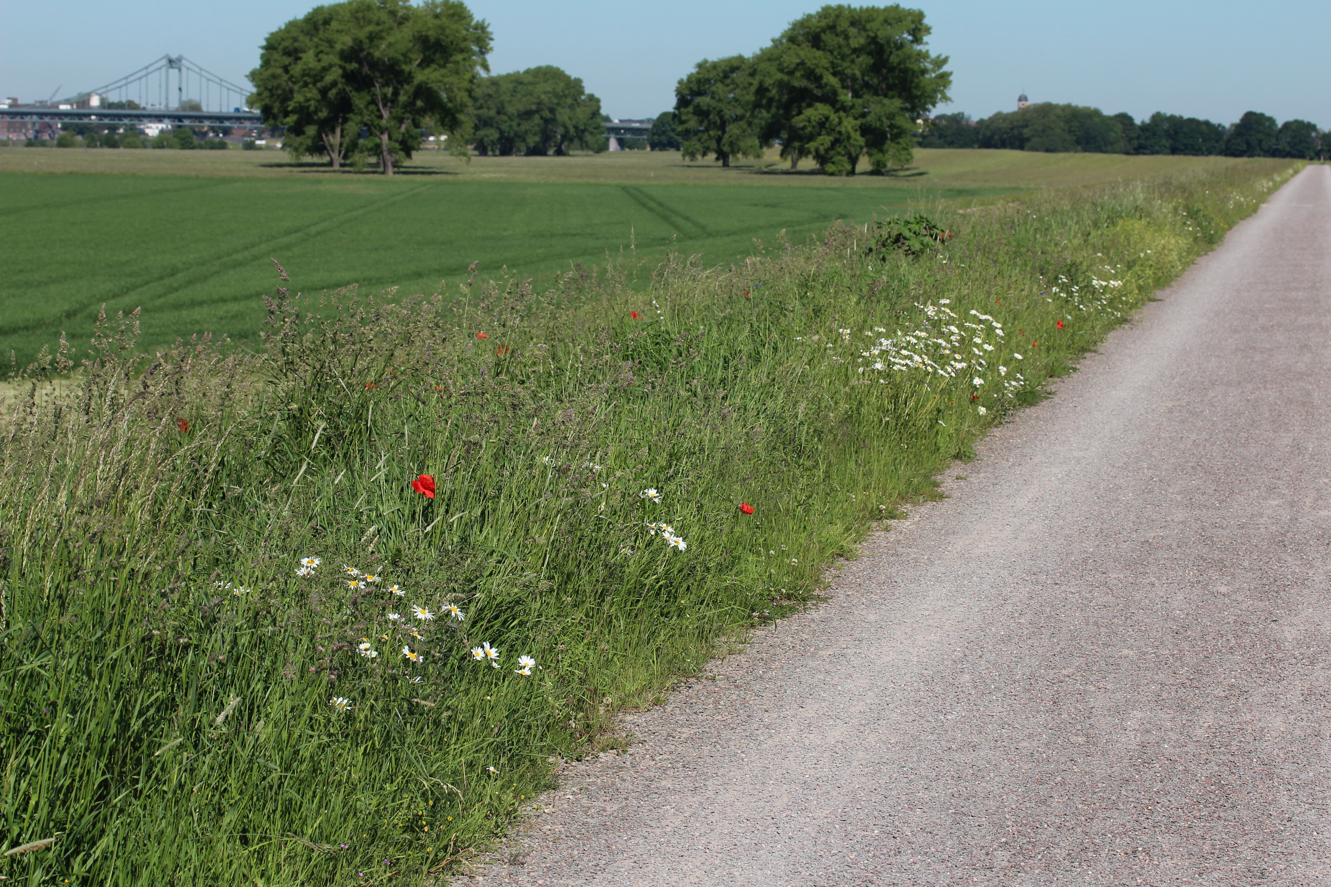 Blühender Ackersaum mit Mohn und Hundskamille
