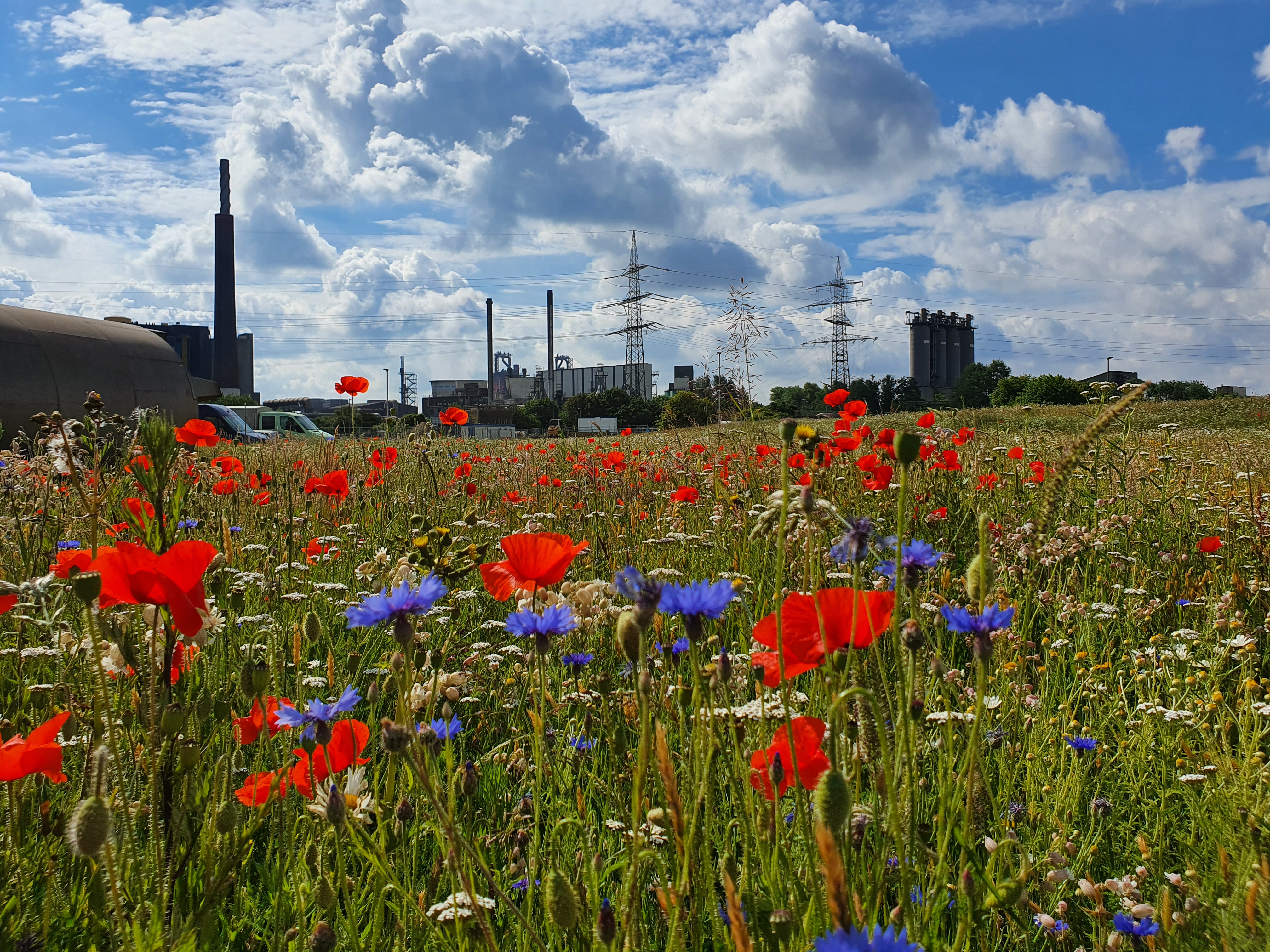 Blühende Wiese mit rotem Mohn und blauer Kornblume