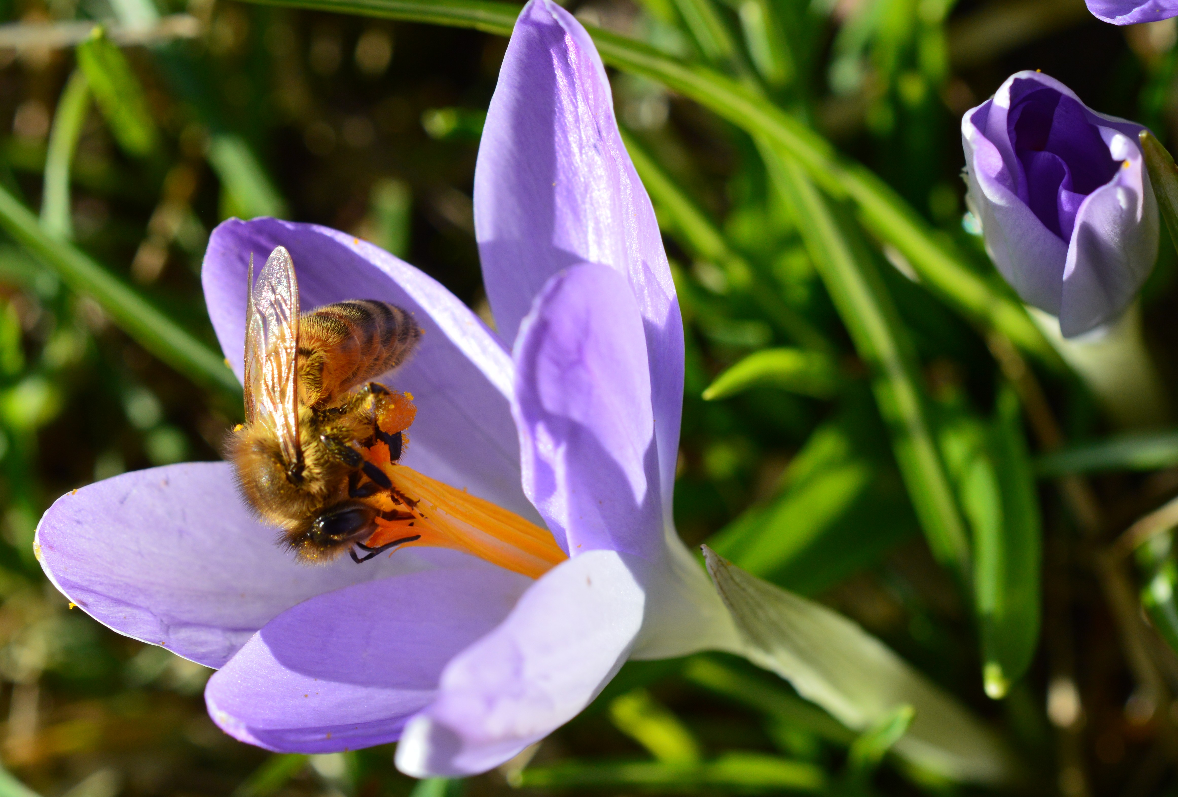 Biene auf Nektarsuche auf Krokusblüte
