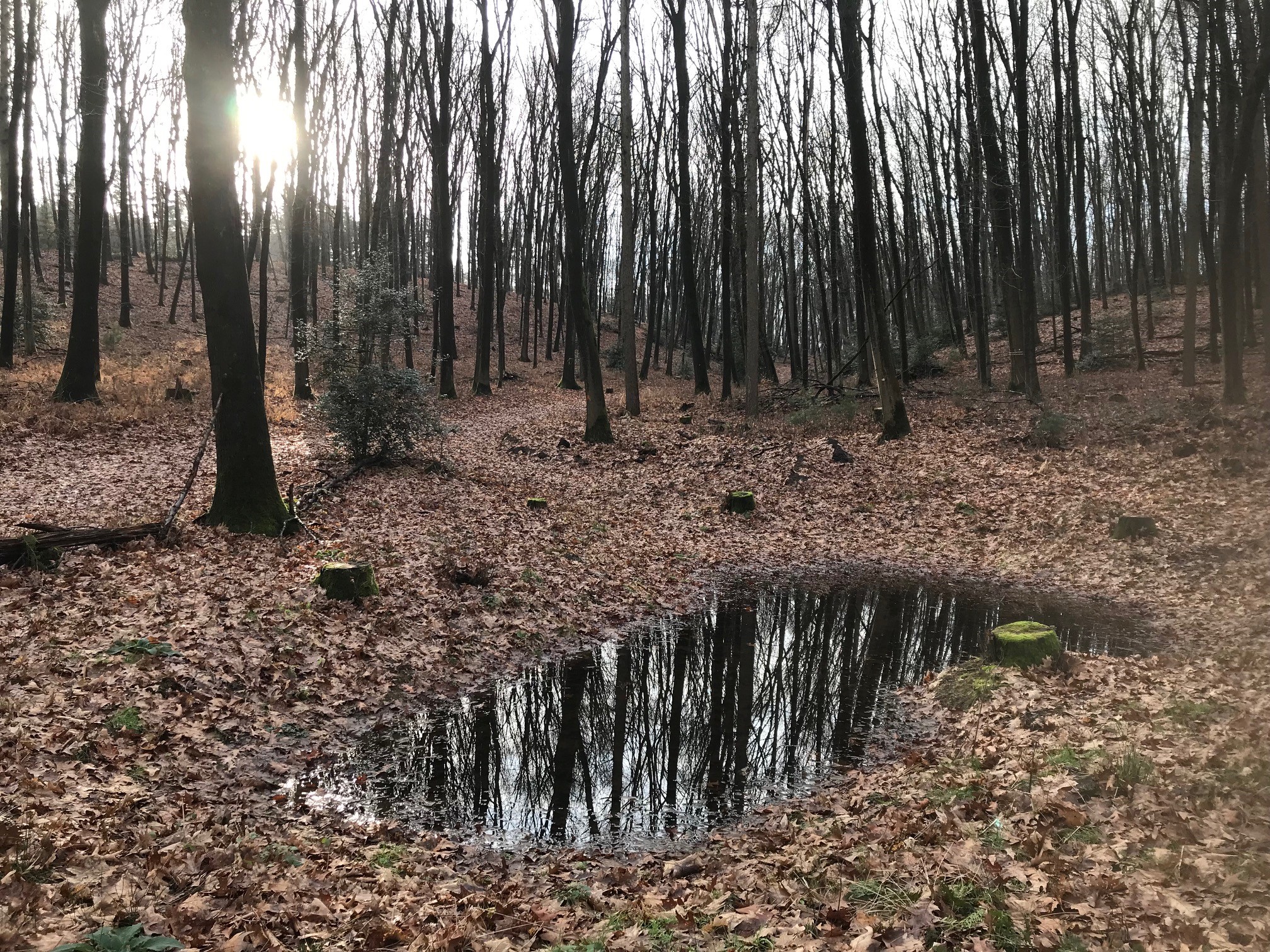 Blick auf eine neu angelete Blänke in der Haard