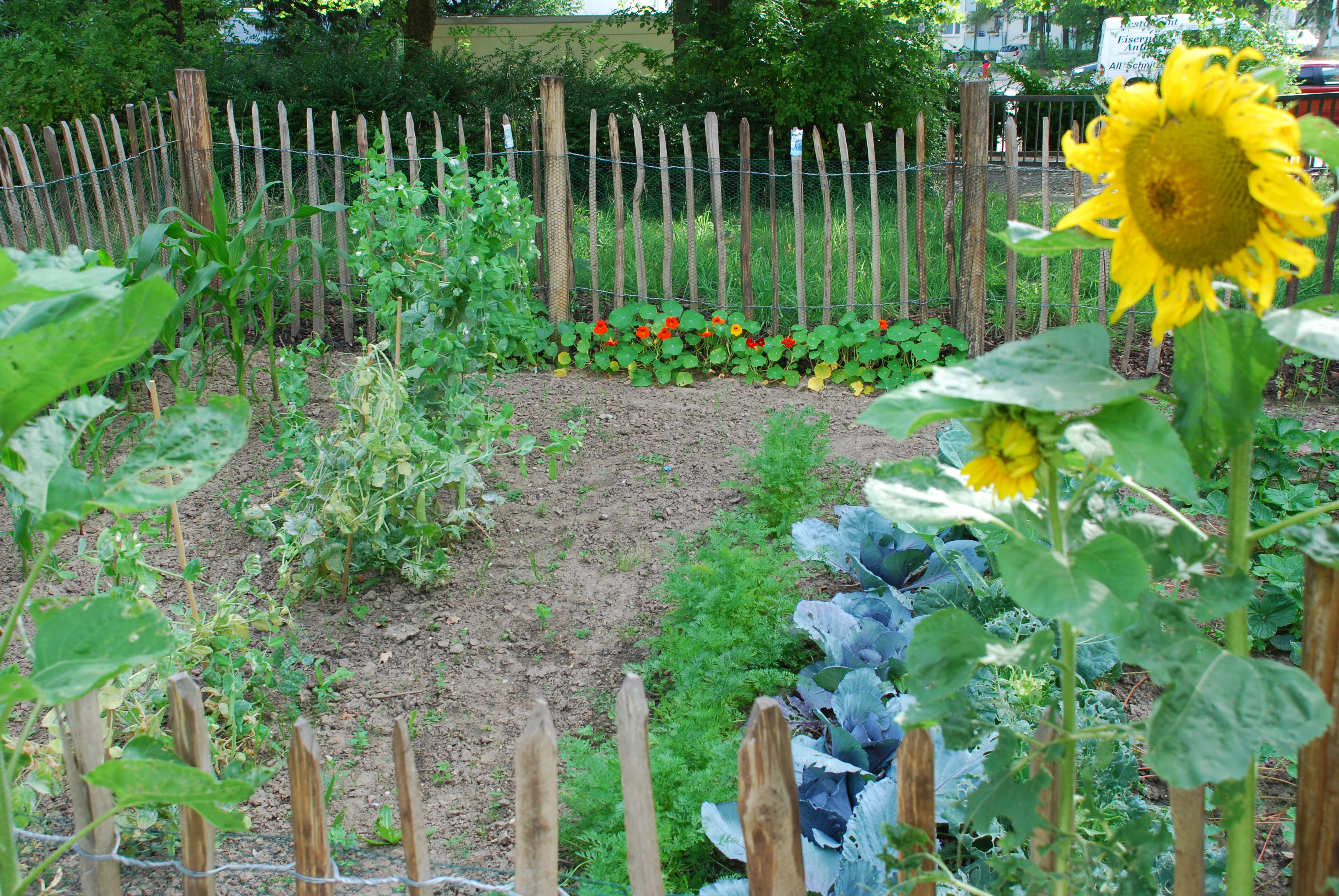 Blick auf eine eingezäunte Gartenparzelle