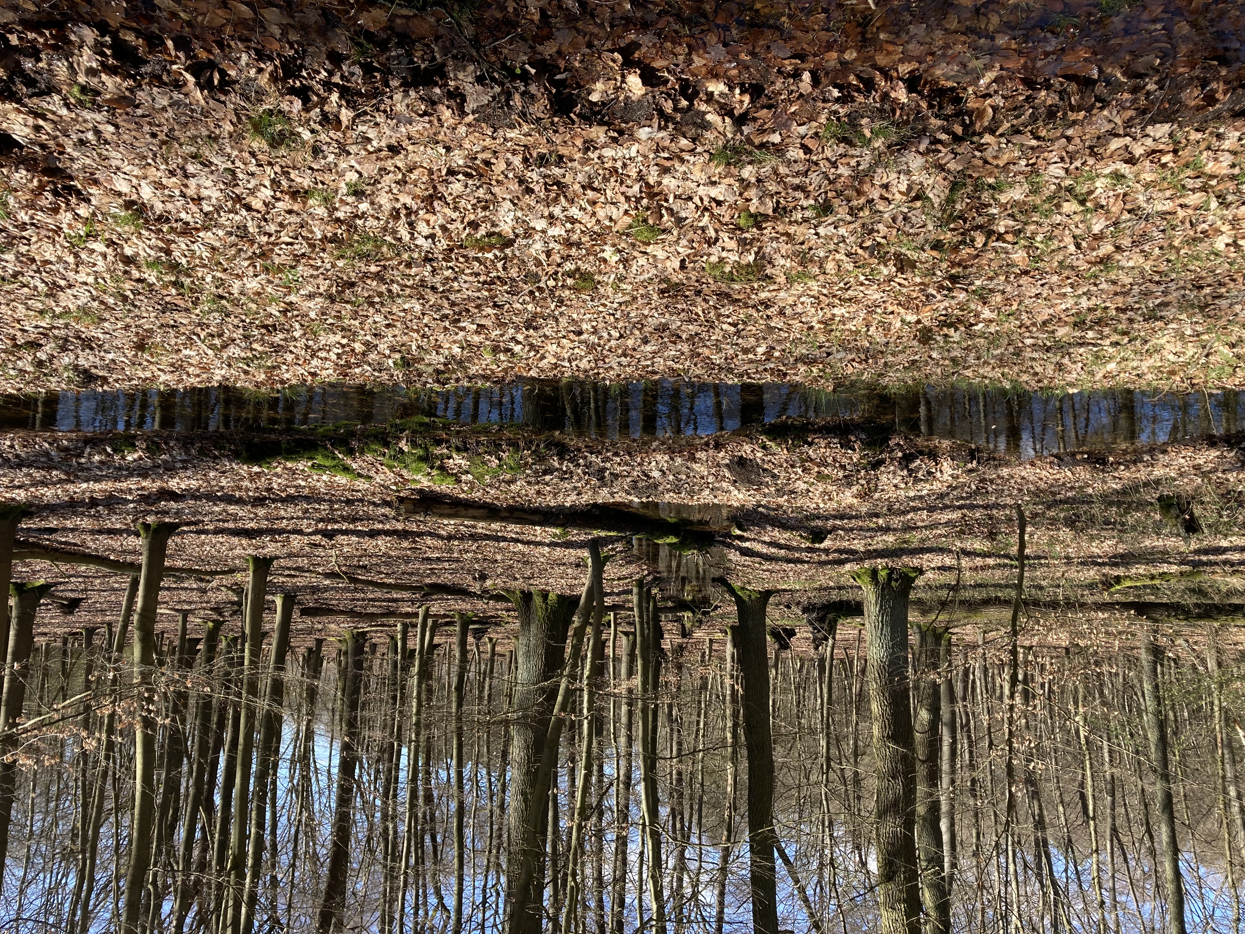 Mit Wasser gefüllter und zugeschütteten Entwässerungsgraben in der Sandbochumer Heider