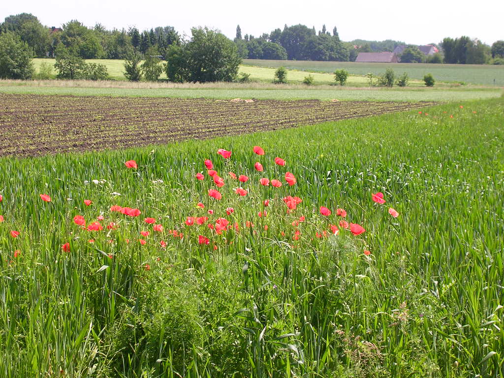 Ackerbaufläche mit Klatschmohn im Vordergrund