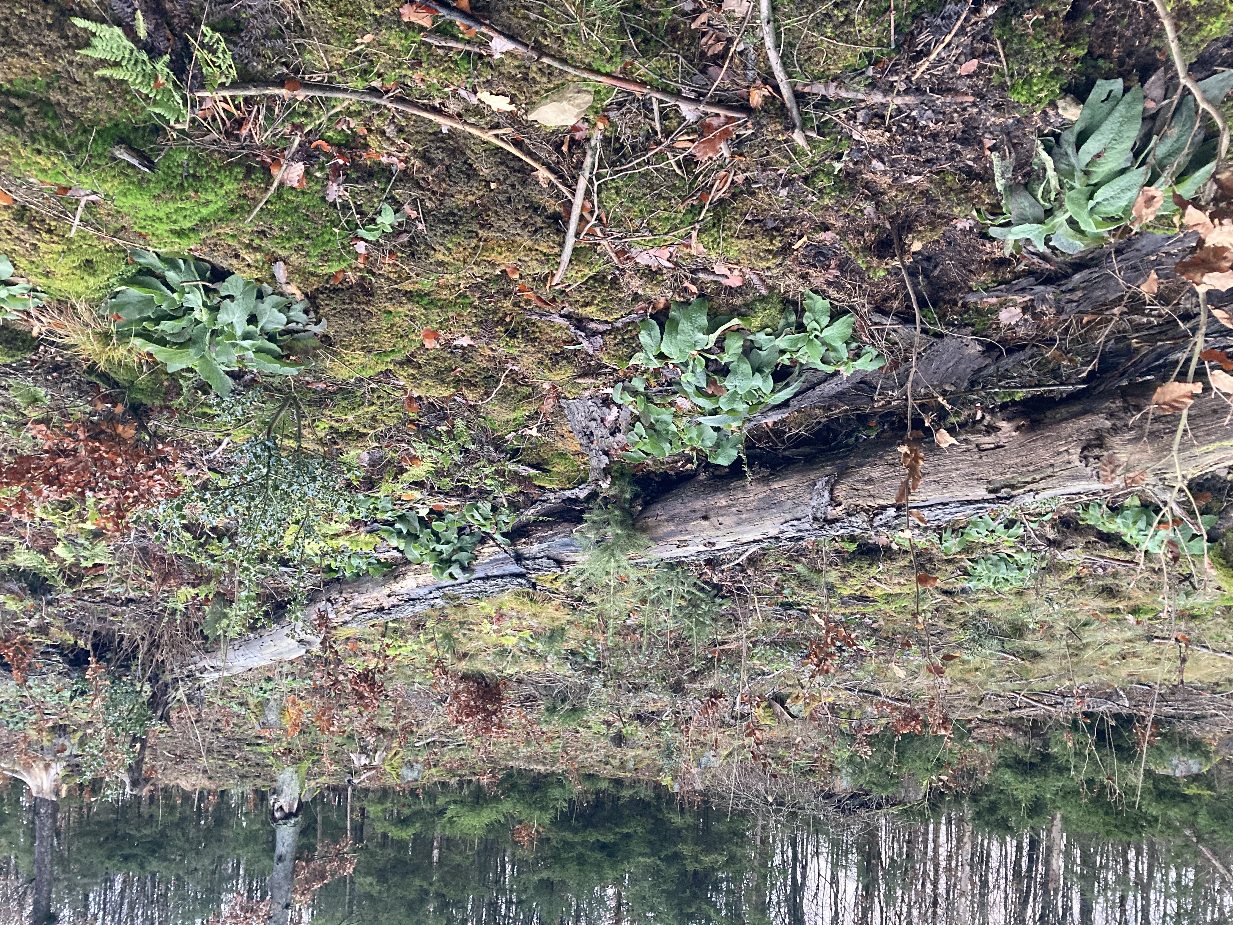 Weitestgehend von den Fichten geräumte Waldfläche mit Totholz und Rotbuchen-Setzlinge