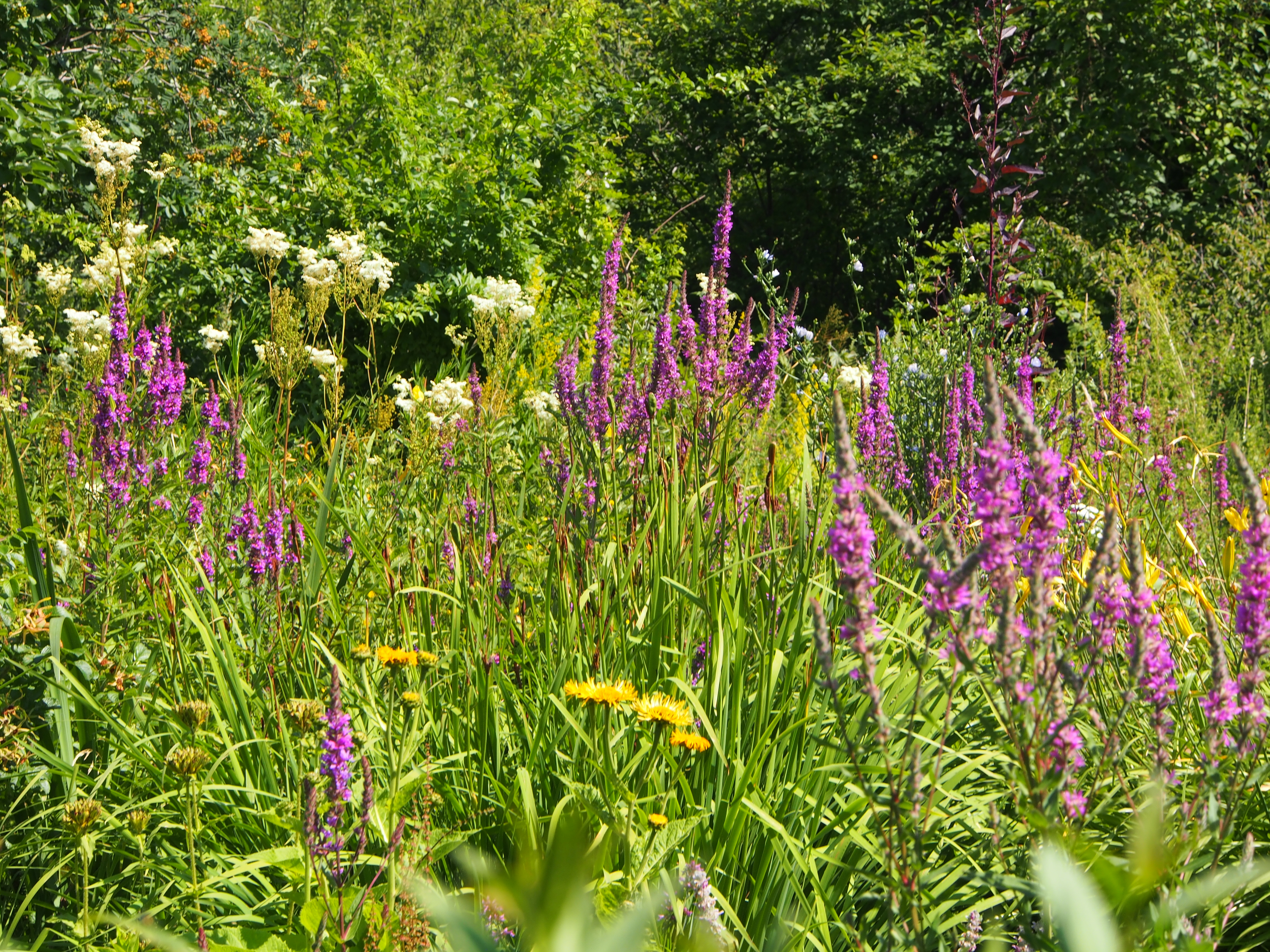 Blühende Wiese im Ökokleingarten 