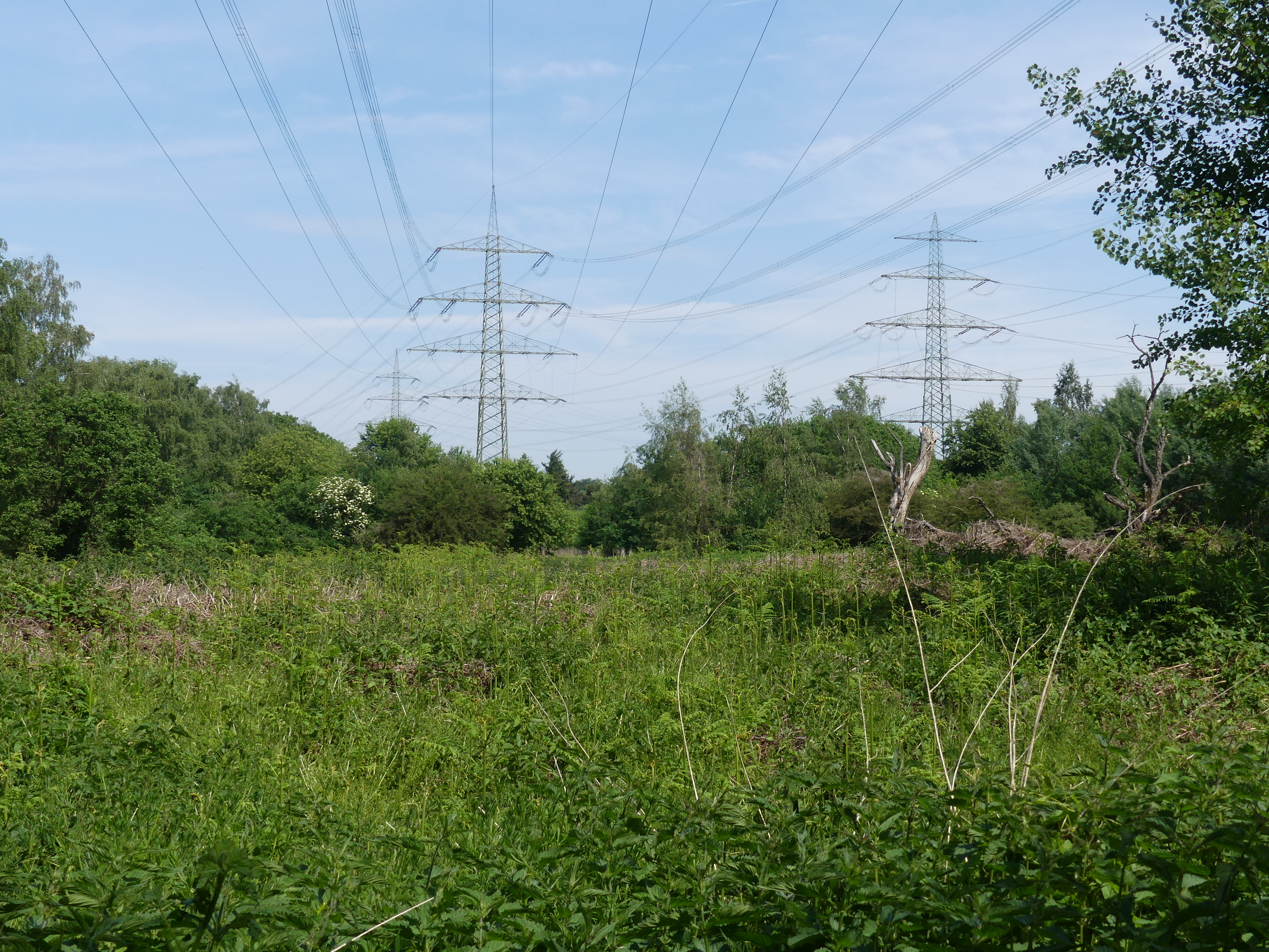 Blick auf Freileitungsmasten über einer Fläche im Emscherbruch