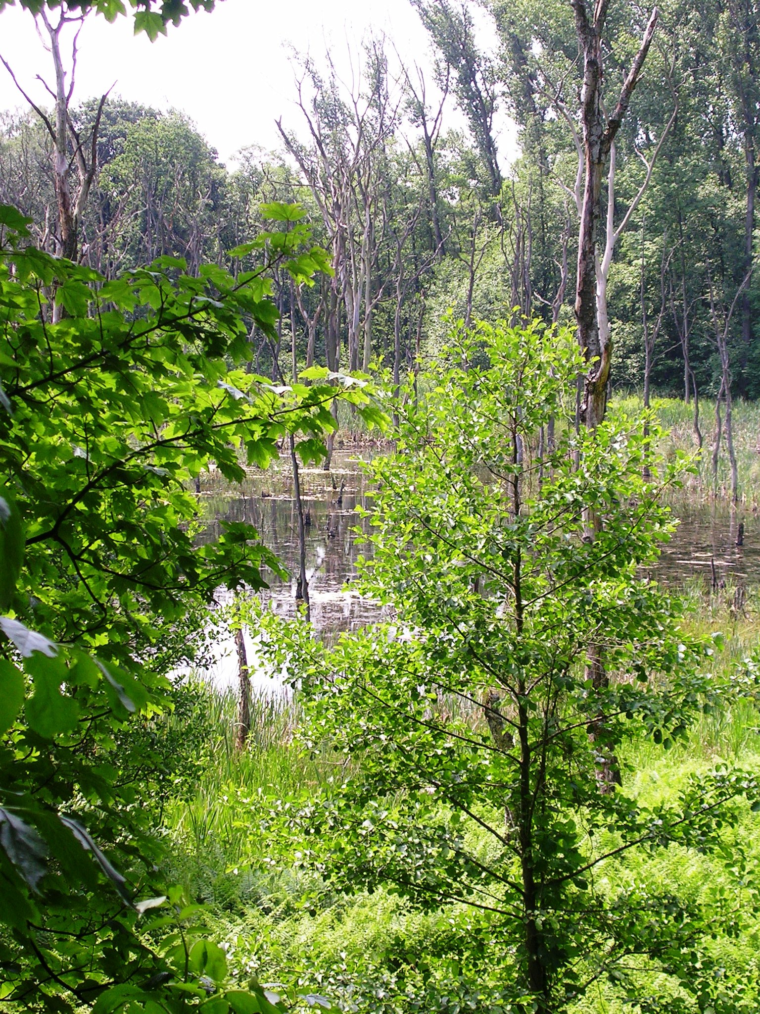 Blick auf einen Tümpel im Bruchwald Emscherbruch