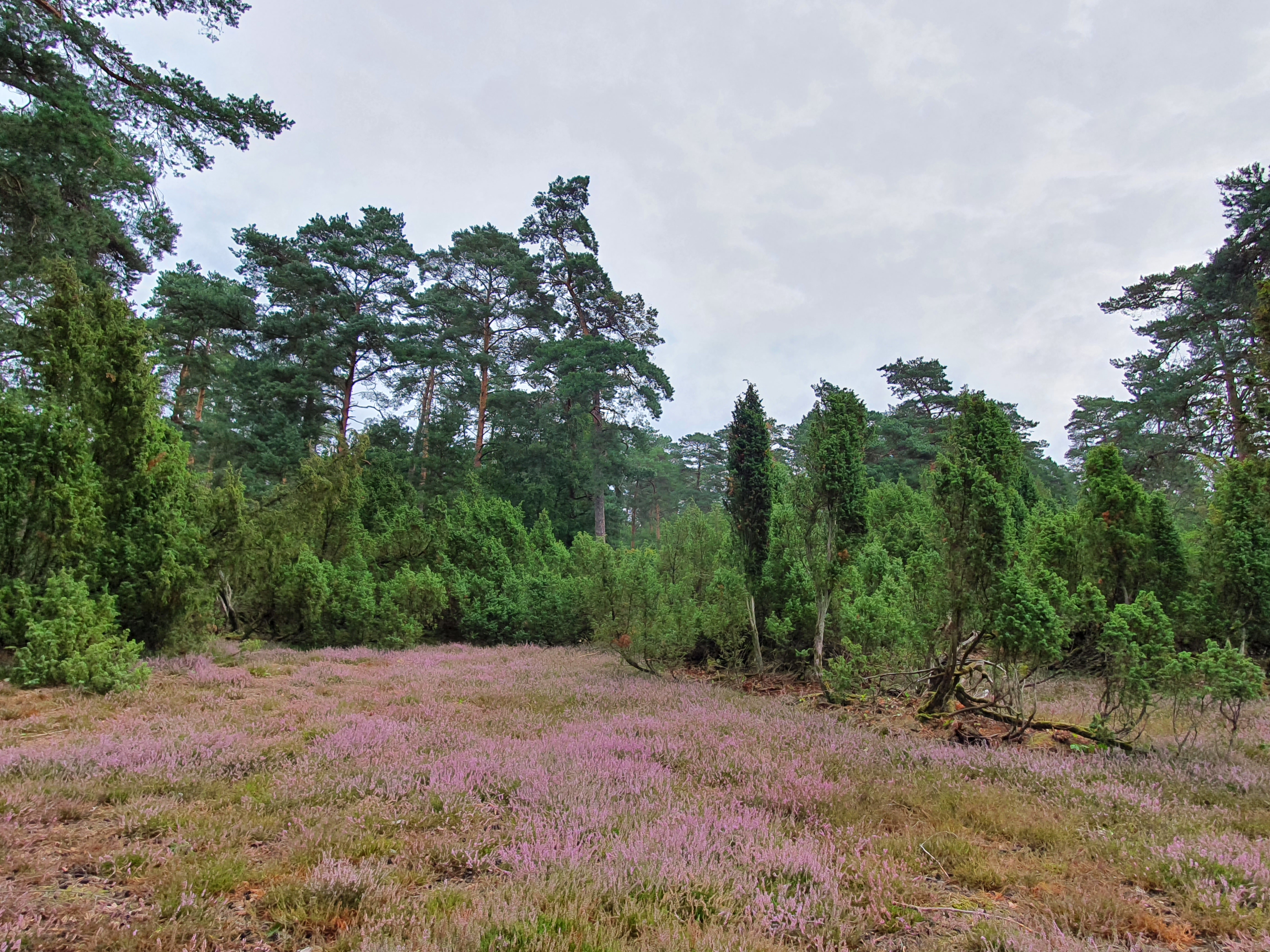 Pink blühende Heide mit Wacholder im Hintergrund