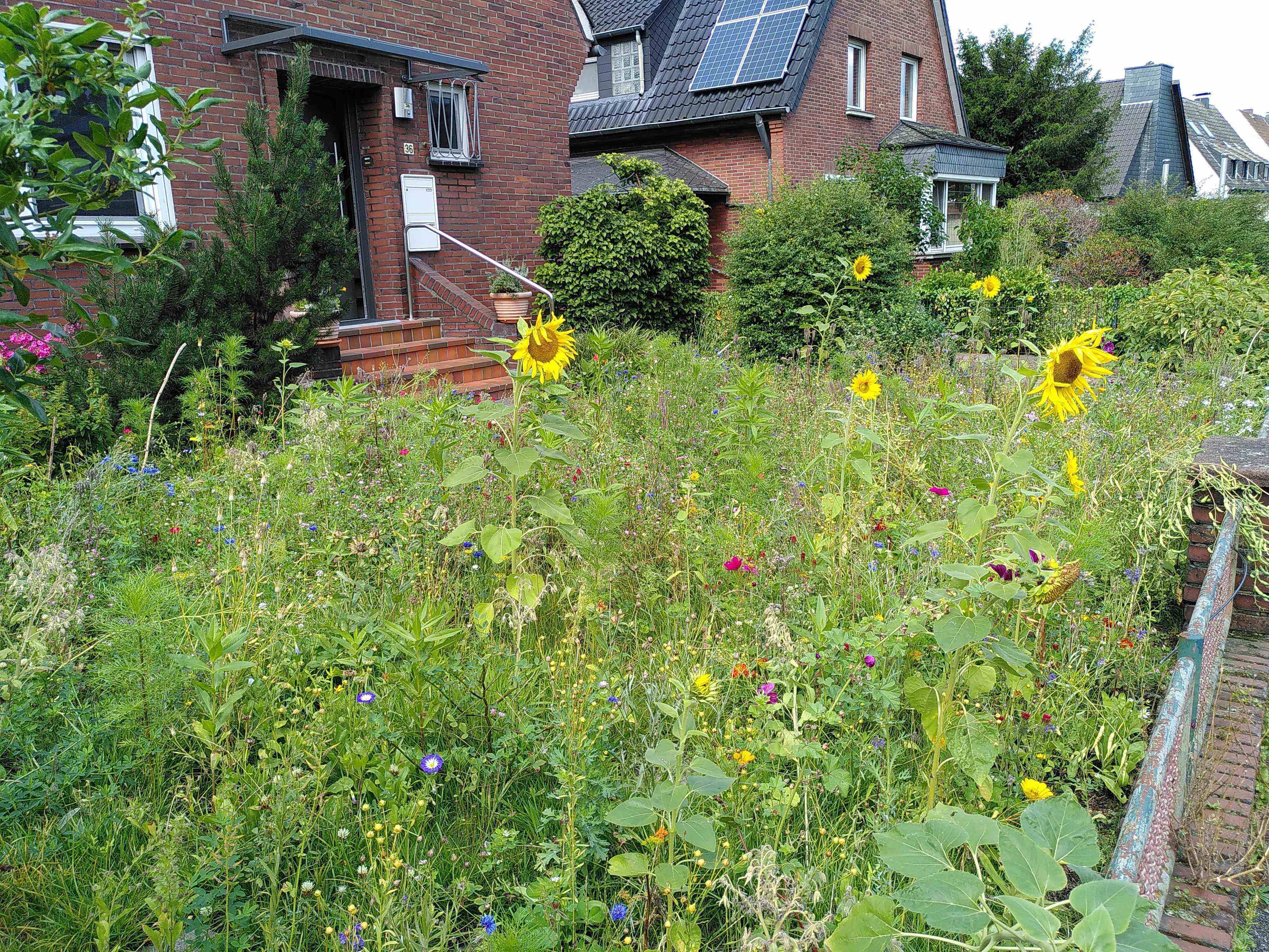 Blütenreicher Vorgarten in Moers mit Sonnenblumen