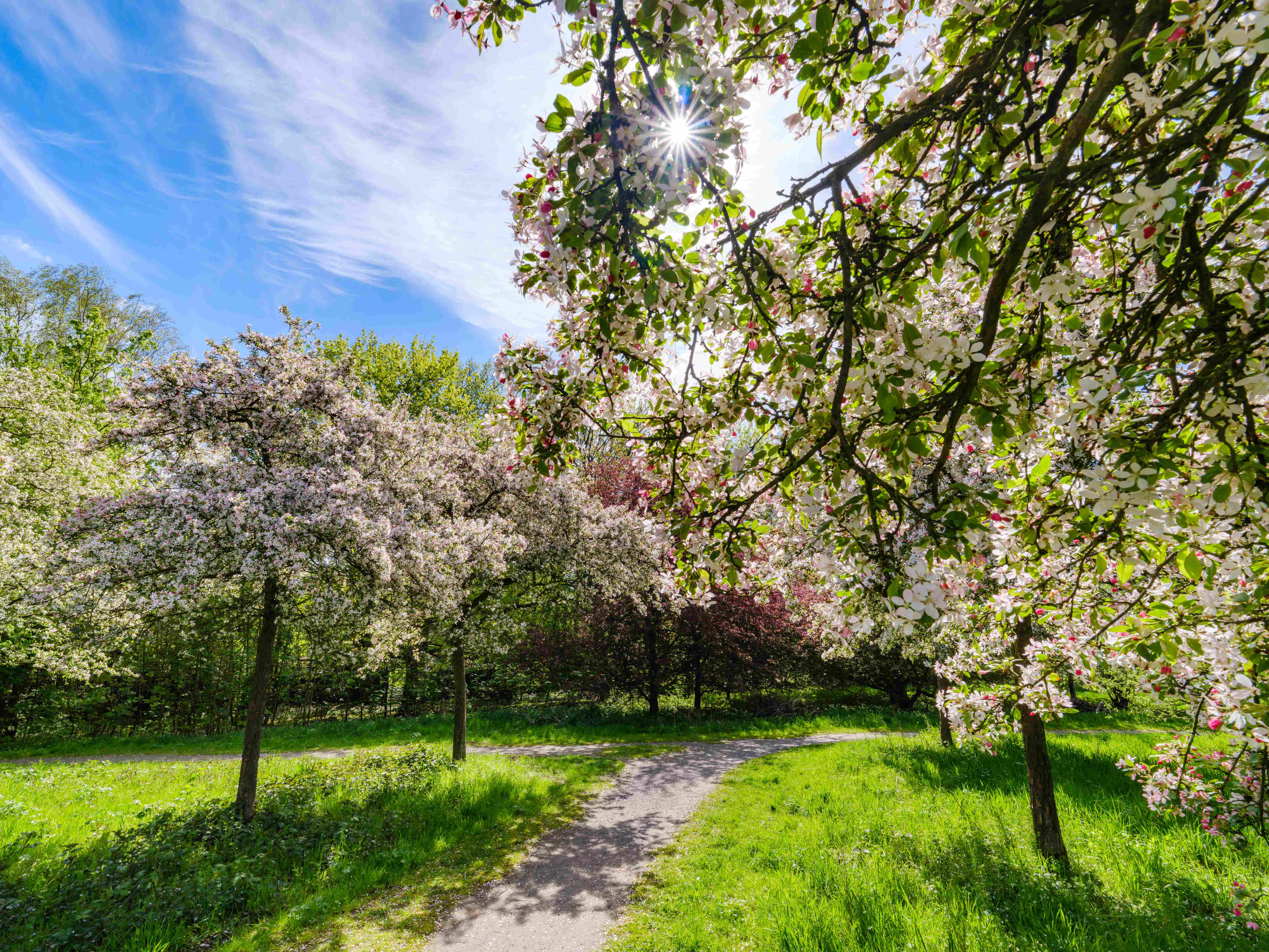 Blühende Obstbäume auf einer Wiese