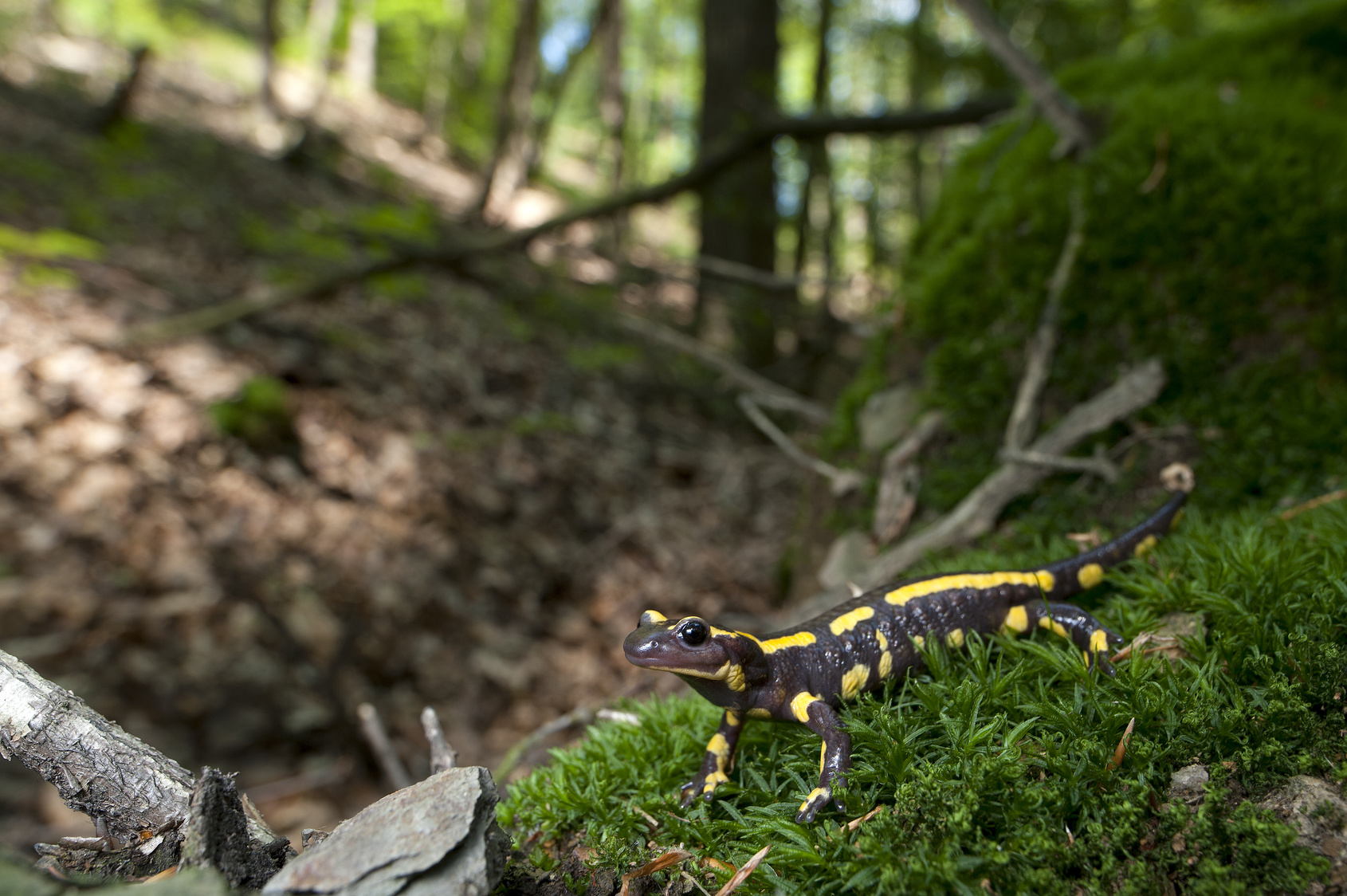 Feuersalamander (Salamandra salamandra terrestris) - Fire Salamander Feuersalamander im Waldmoos