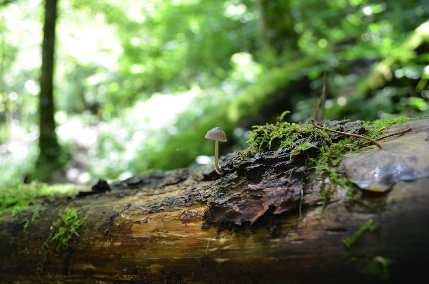 Pilz auf Stamm Totholz im Wald