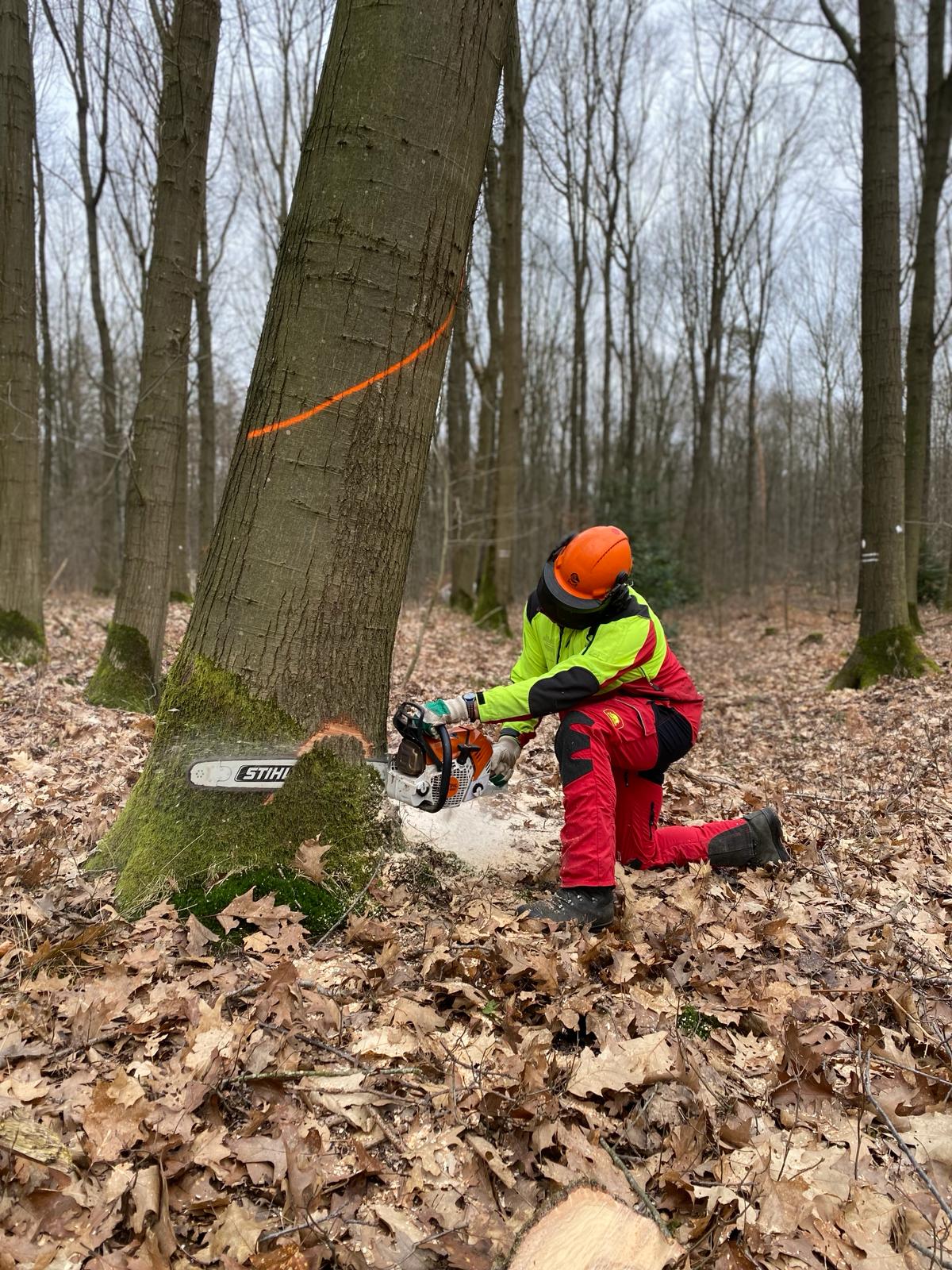 Person mit Motorsäge fällt einen Baum