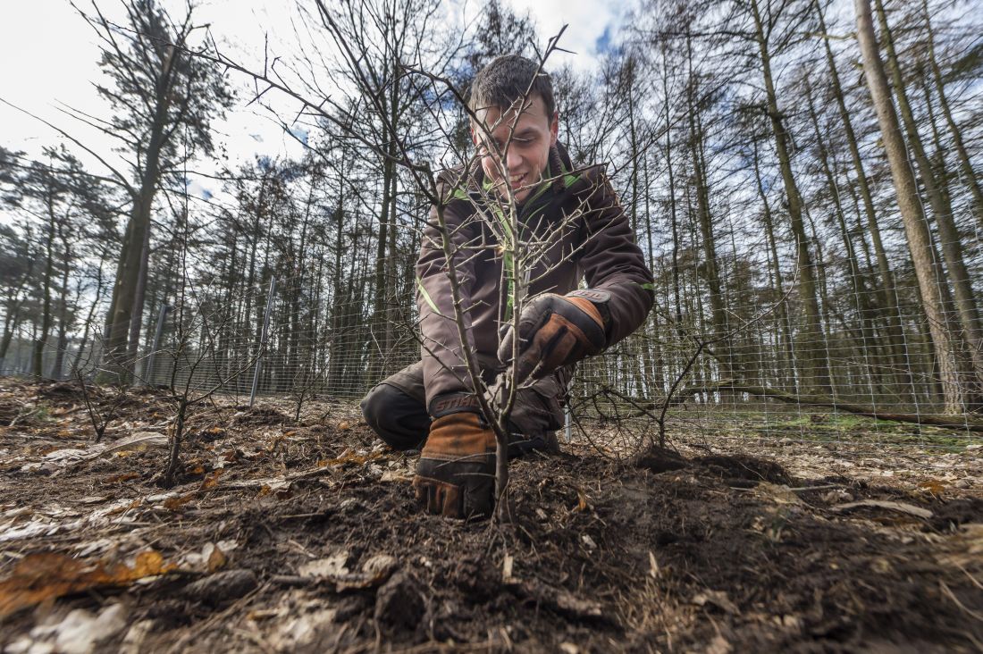 RVR-Mitarbeiter Michael Rohlf mit einem Setzling im Baerler Busch bei Schermbeck.