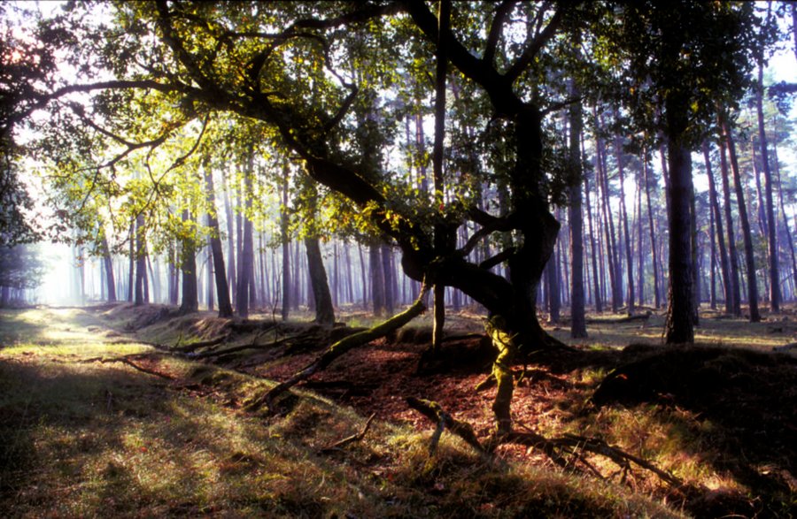 Solitäreiche im Naturschutzgebiet Üfter Mark im Grenzbereich der Kreise Recklinghausen, Wesel, Borken.