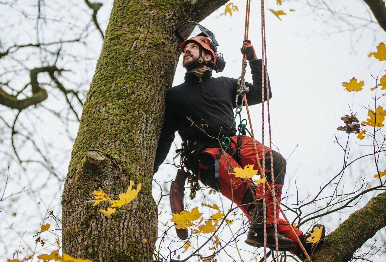 Bei der Waldpflege sind auch Baumkletter-Experten wie RVR-Forstwirt Daniel Hirschfelder gefragt.
