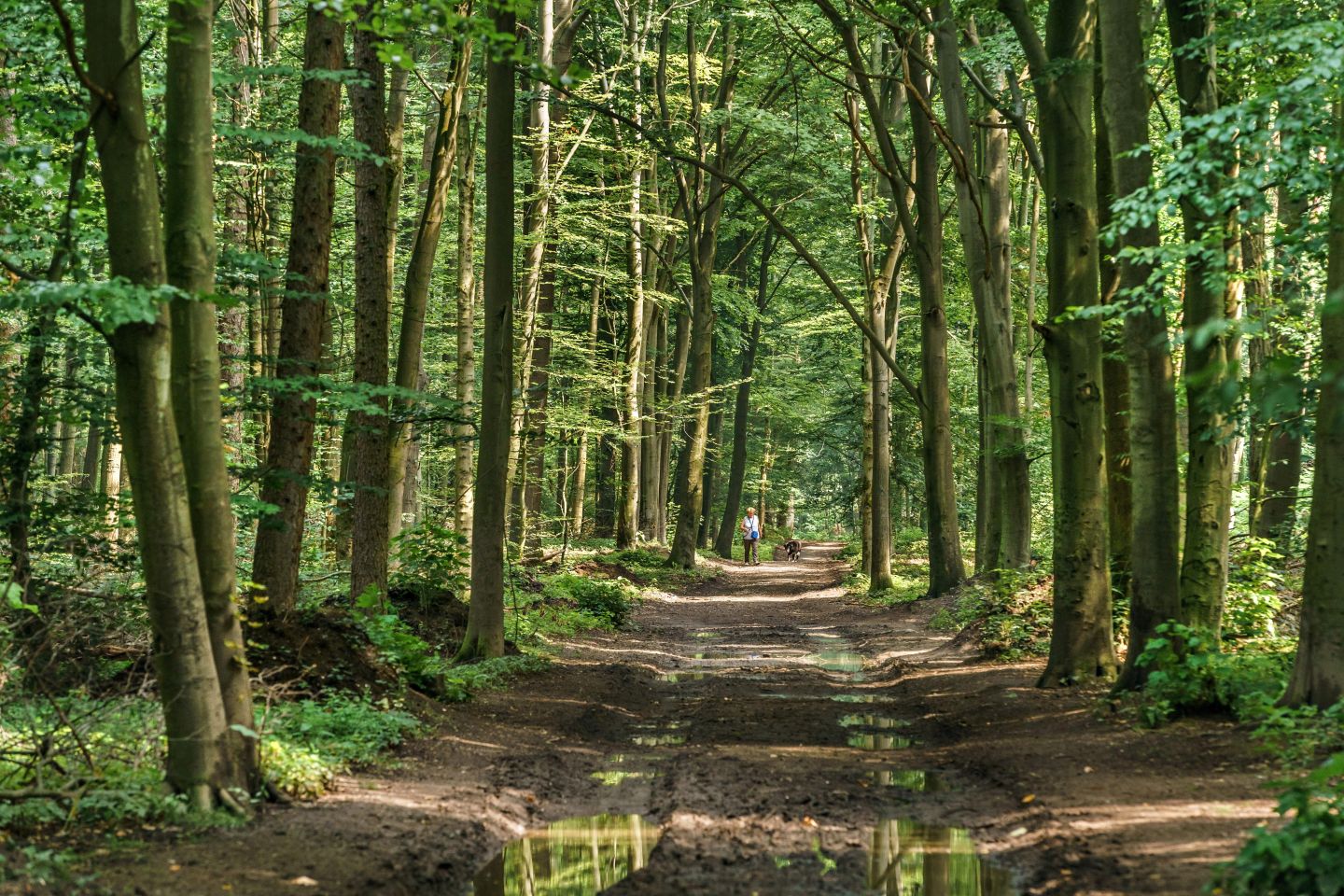 Waldweg im Baerler Busch, 2017