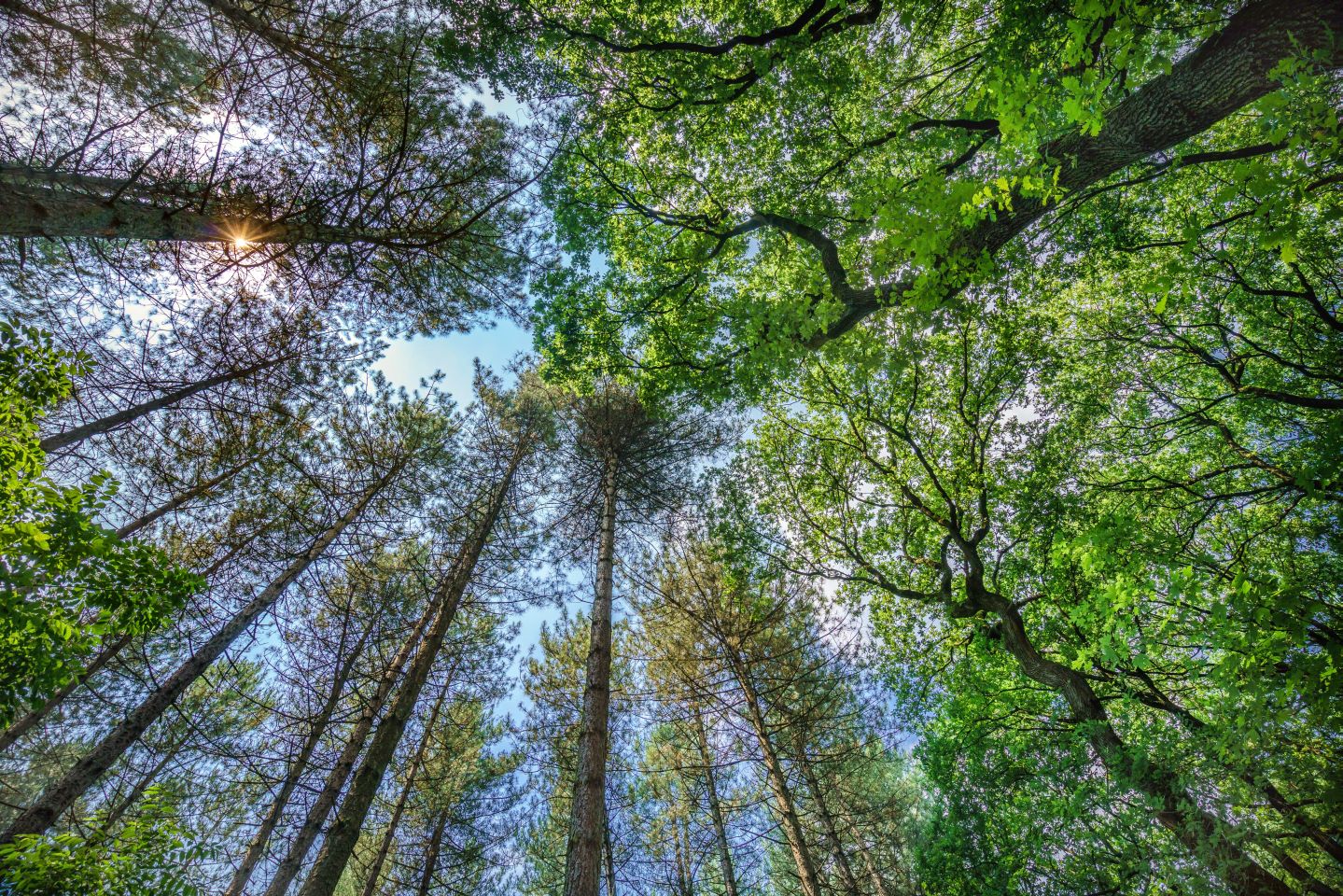 Zum Artikel Mülheimer Wald, das Foto zeigt Baumkronen im Wald.