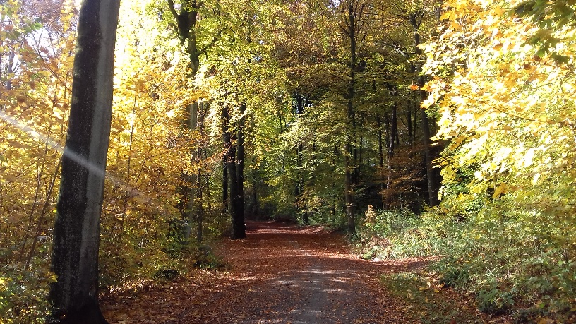 Herbstimmung in der Kirchheller Heide, Kiesweg