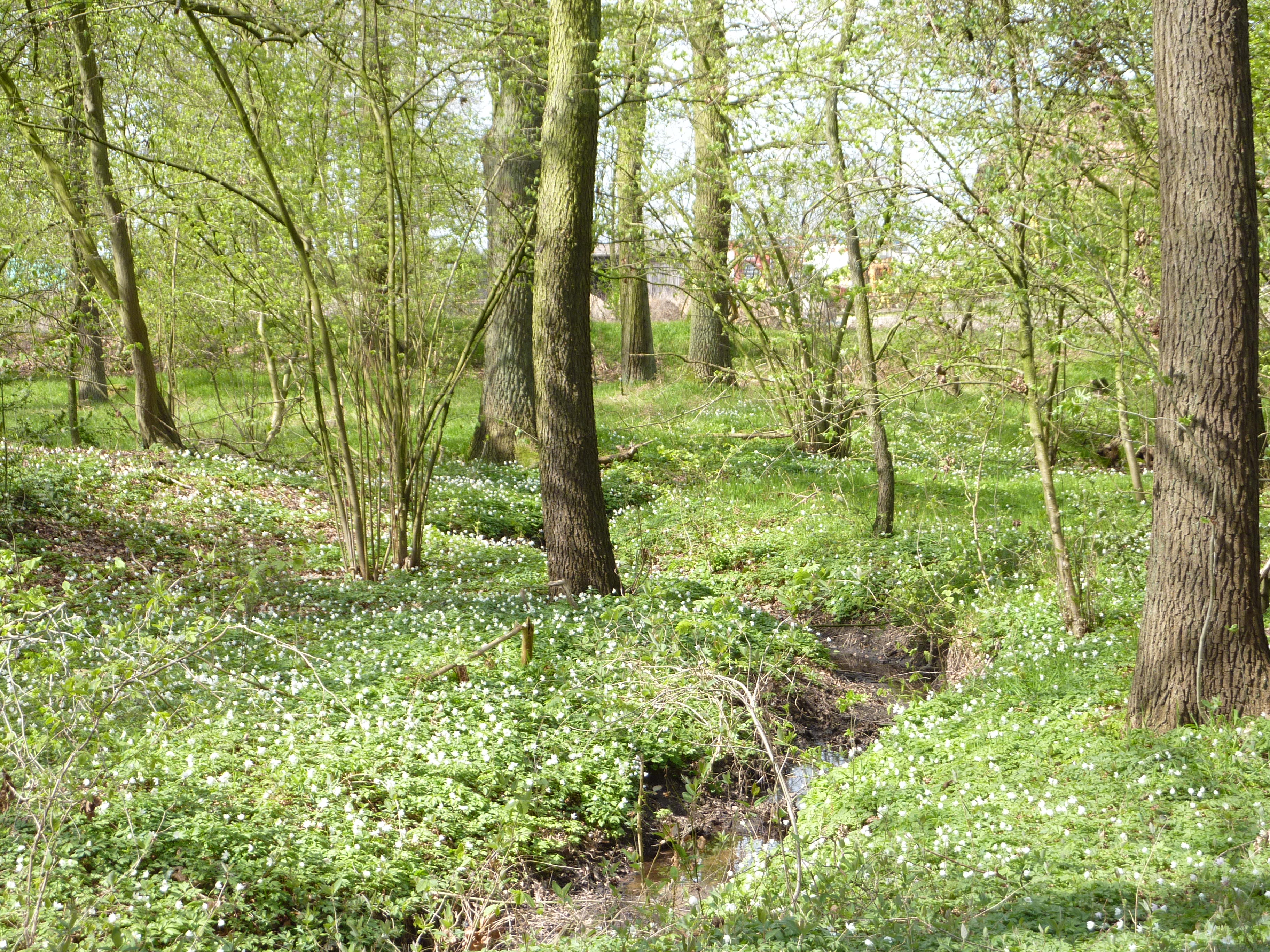 Schwarzbach in der Kirchheller Heide, 21.04.2010
