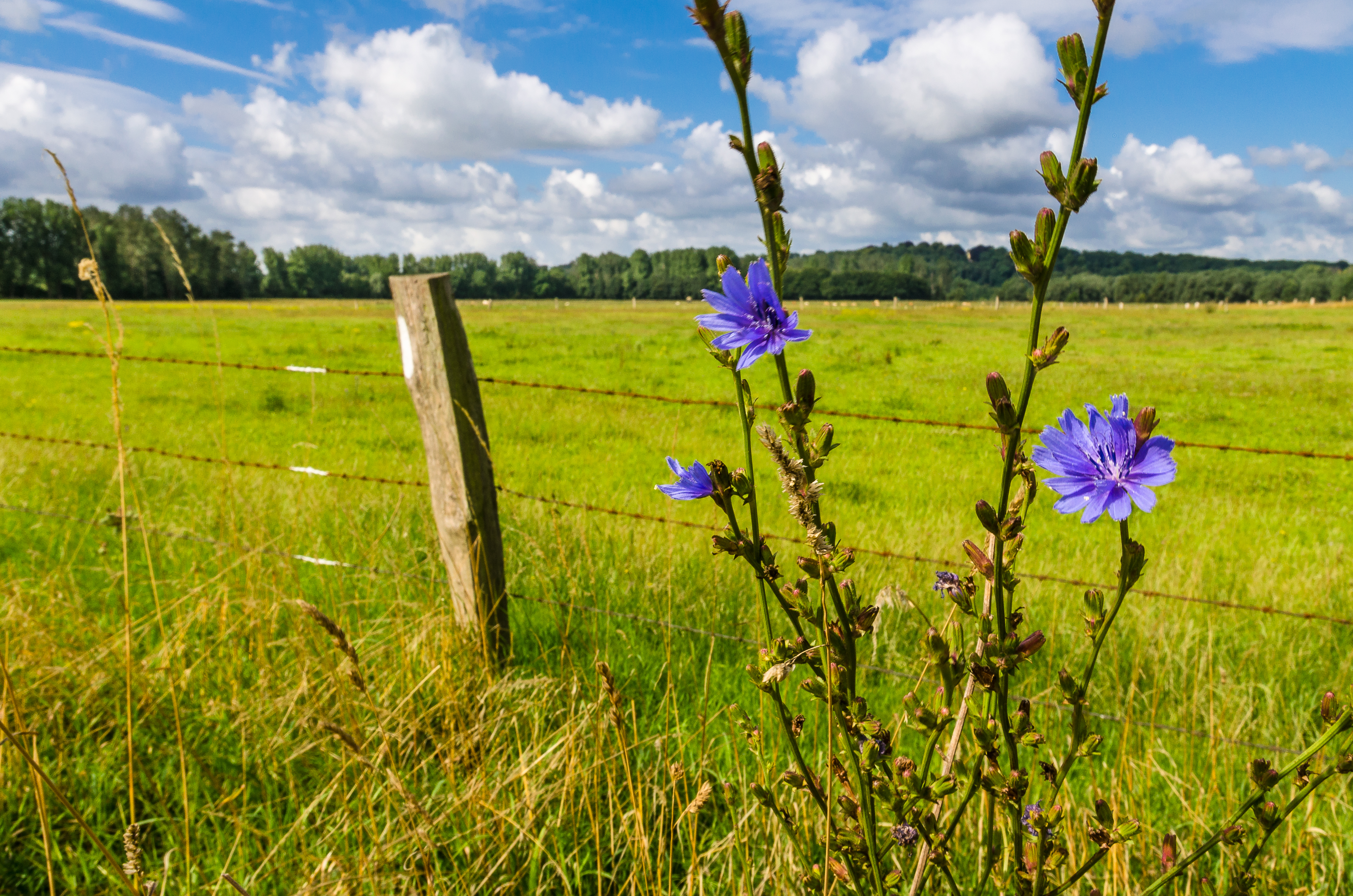 Bild einer Kornblume am Rand einer Grünlandfläche
