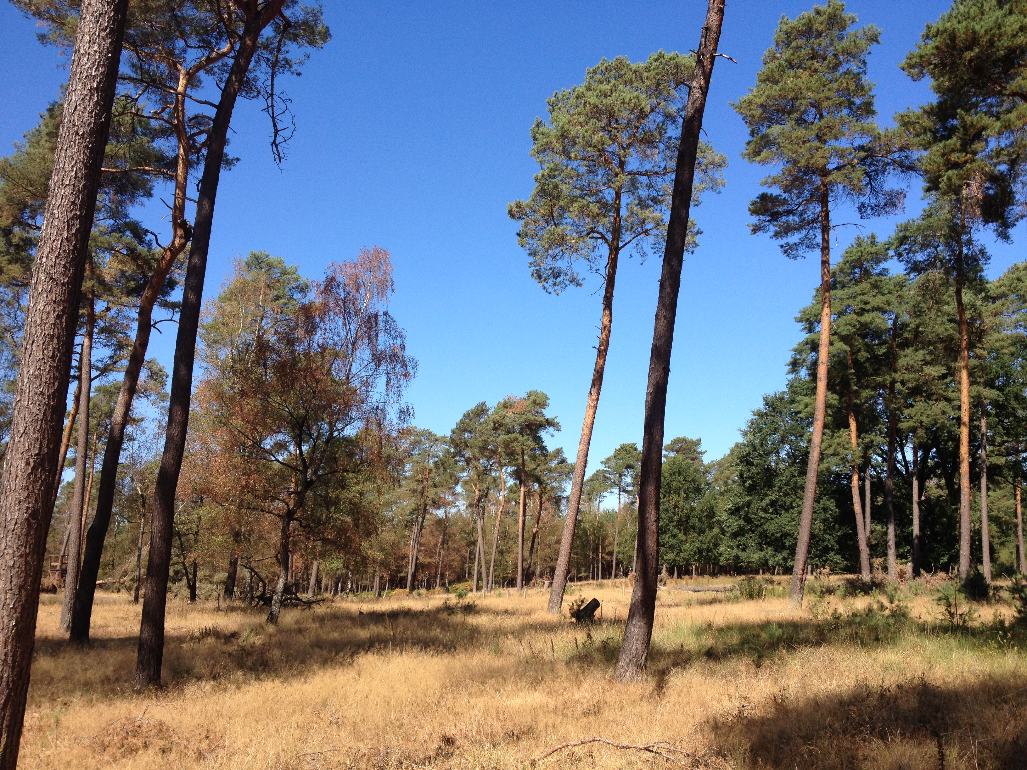 Kiefernwald in der Haard im nördlichen Ruhrgebiet mit trockenem Untergrund und verwelkten Blättern an Bäumen