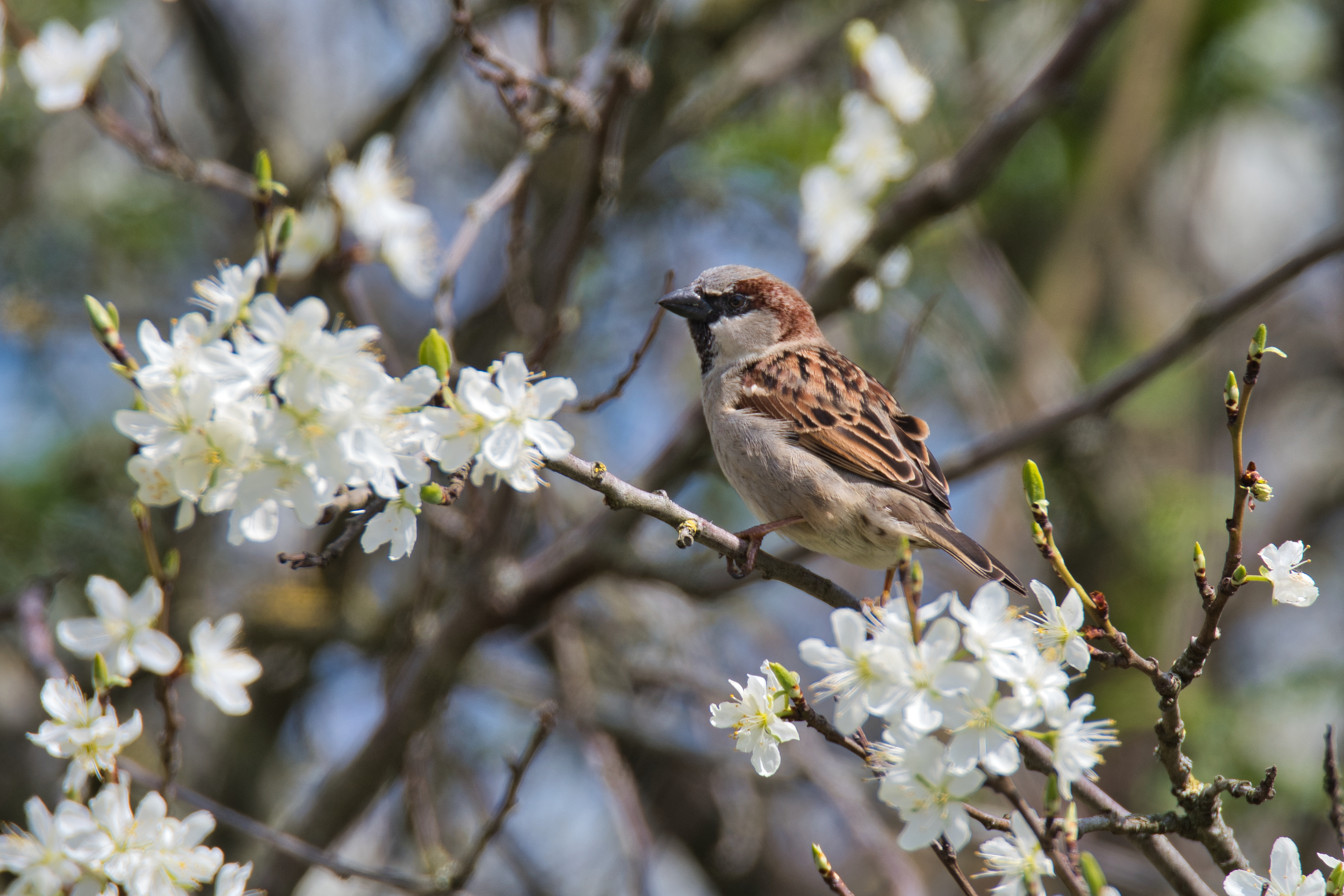 Vogel sitzt im blühenden Apfelbaum.
